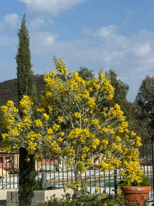 Acacia podalyriifolia tree with bright yellow flowers outdoors under blue sky