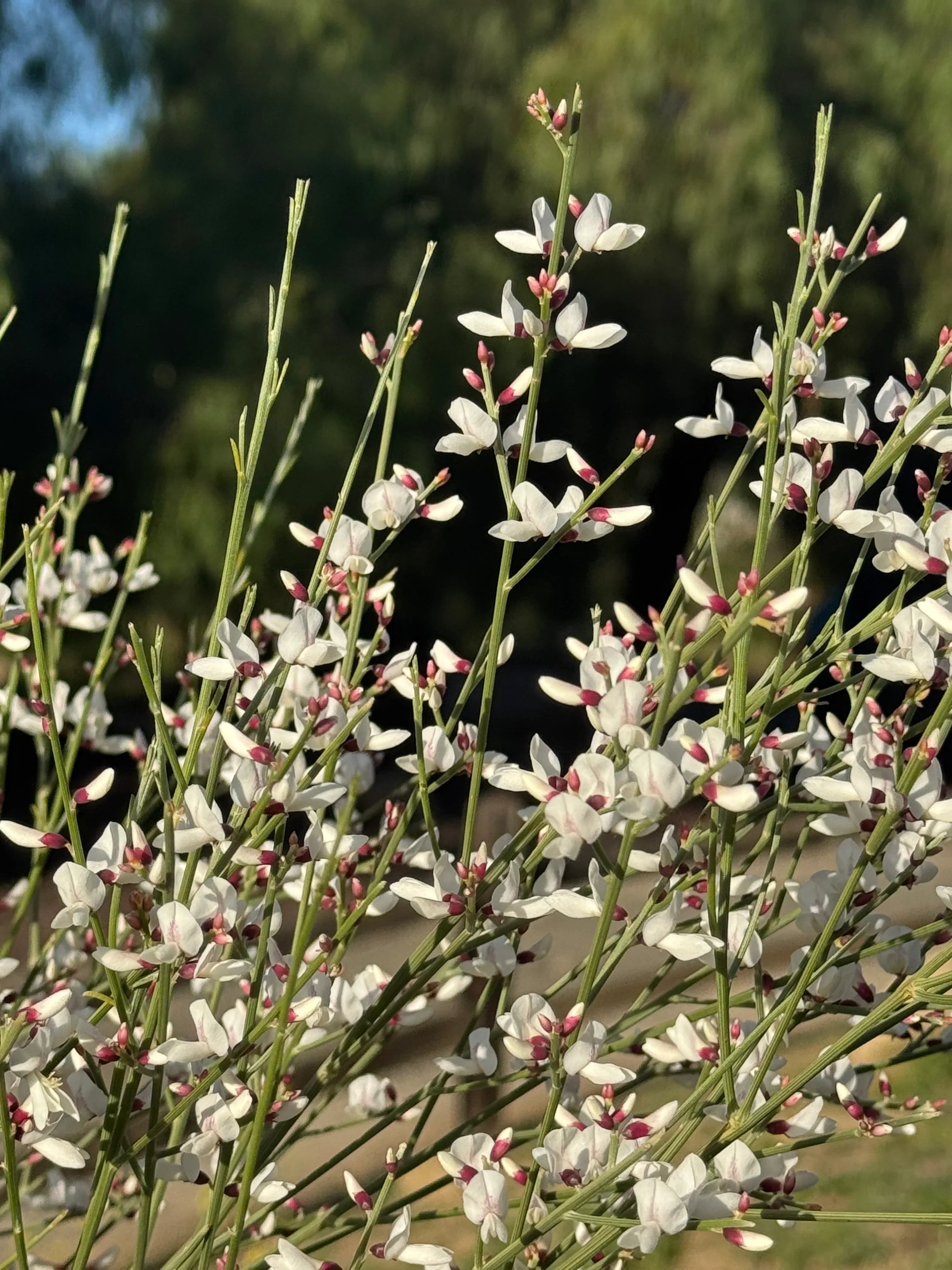 Close-up of Genista plant with delicate white flowers and pink buds outdoors