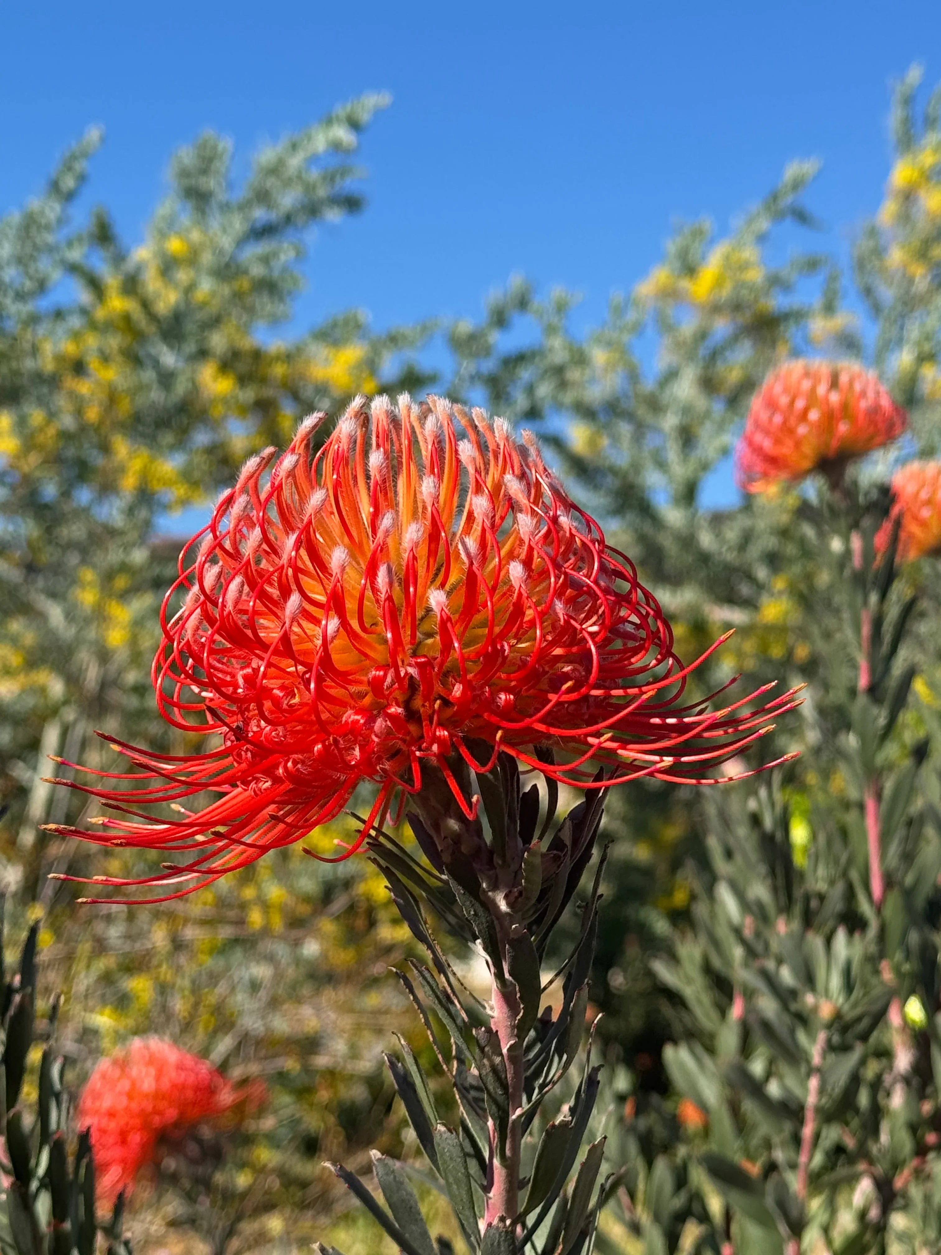 Leucospermum Blanche Ito pincushion flower blooming outdoors with green foliage