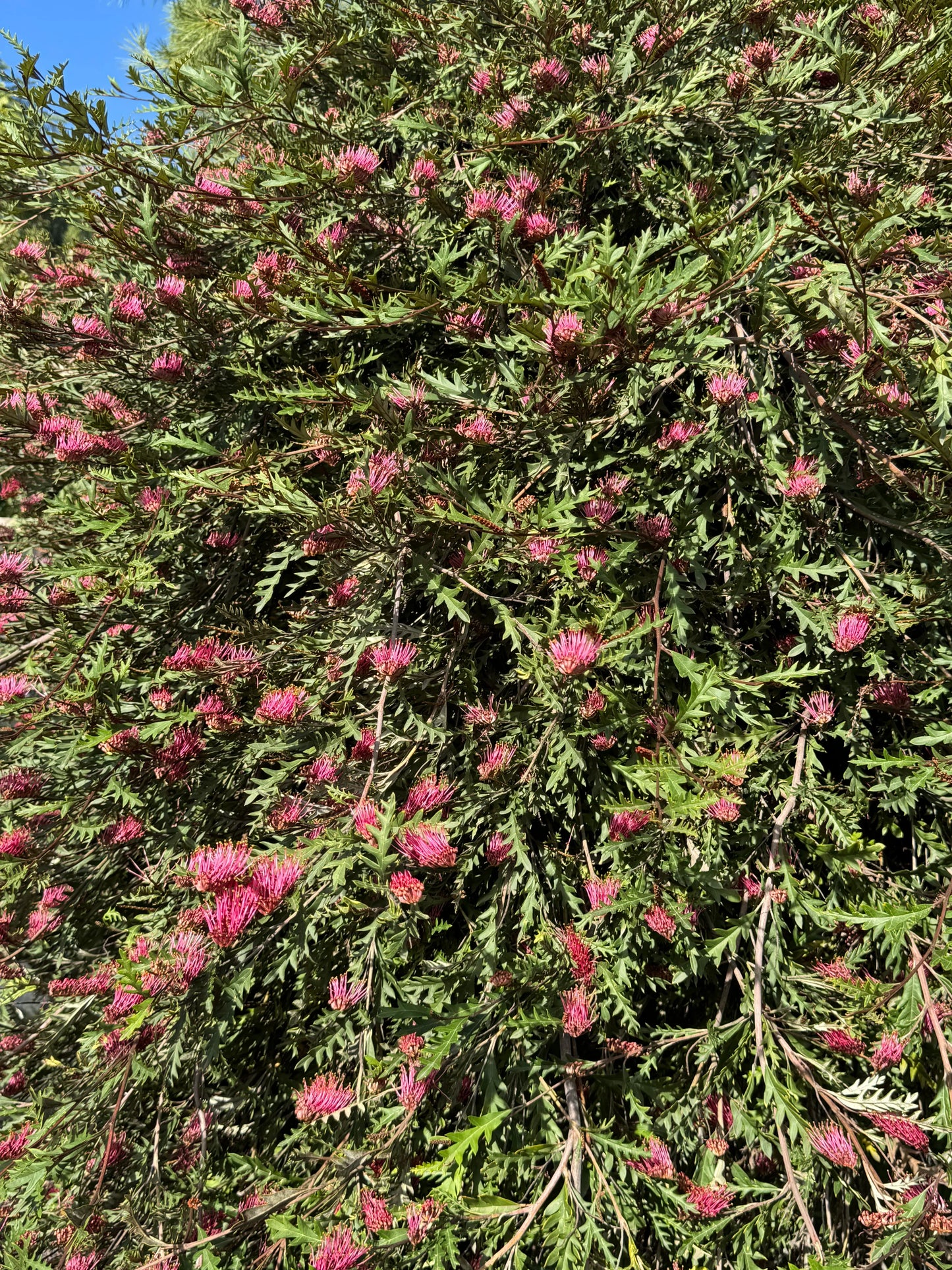 Grevillea Fanfare shrub with dense green foliage and vibrant pink flowers outdoors