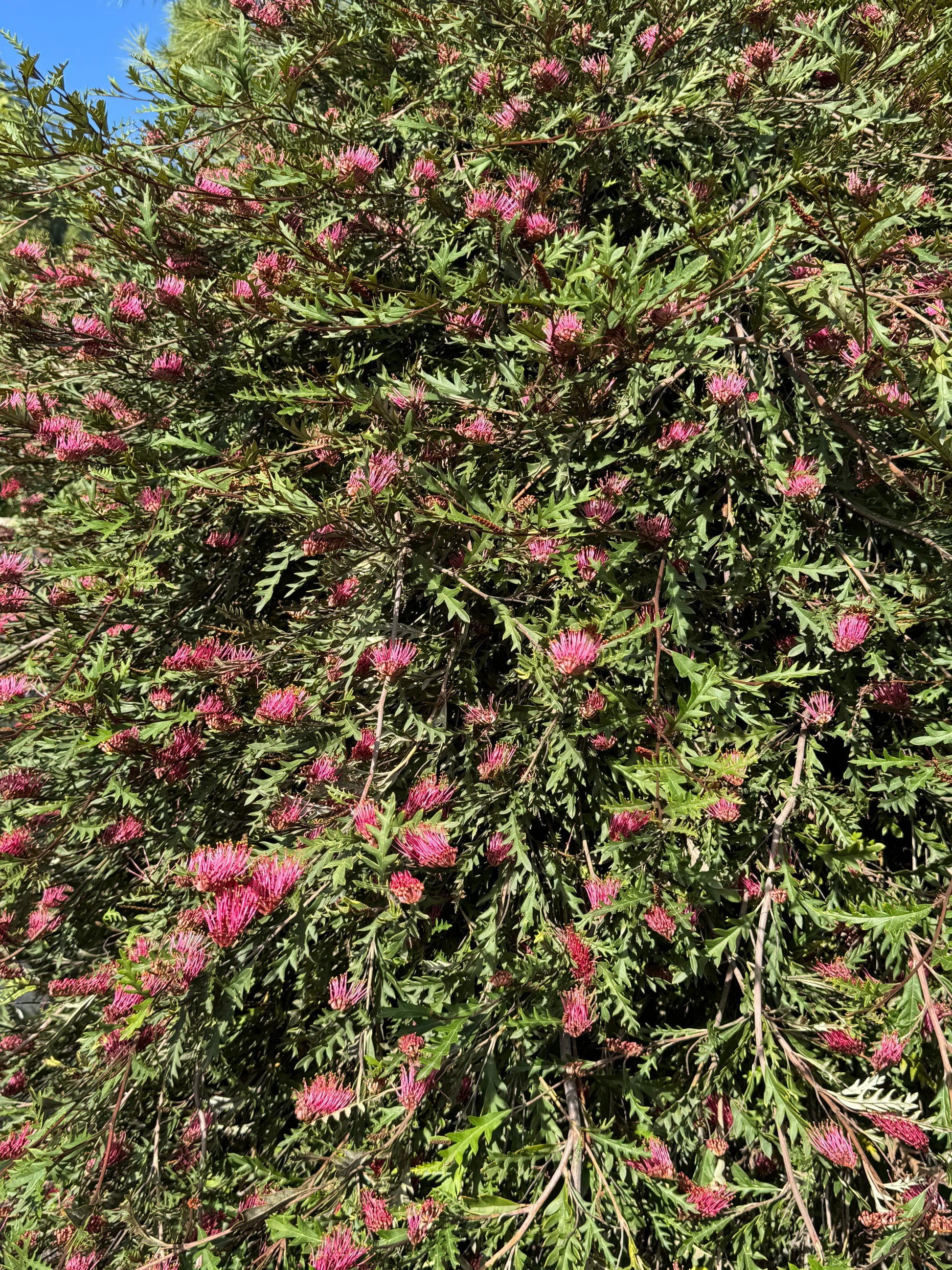 Grevillea Fanfare shrub with dense green foliage and vibrant pink flowers outdoors