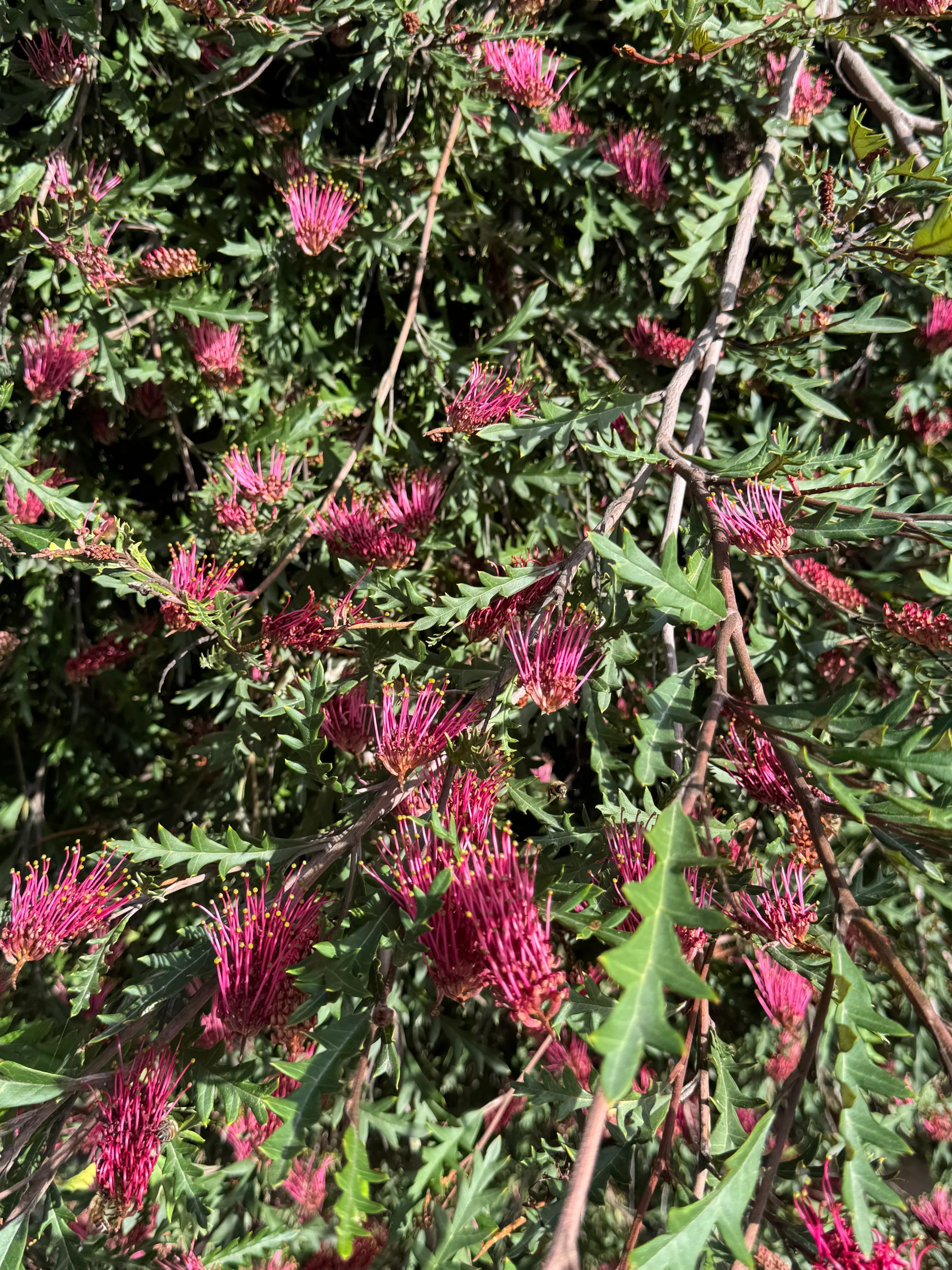 Grevillea Fanfare shrub with spiky green leaves and clusters of vibrant pink-red flowers