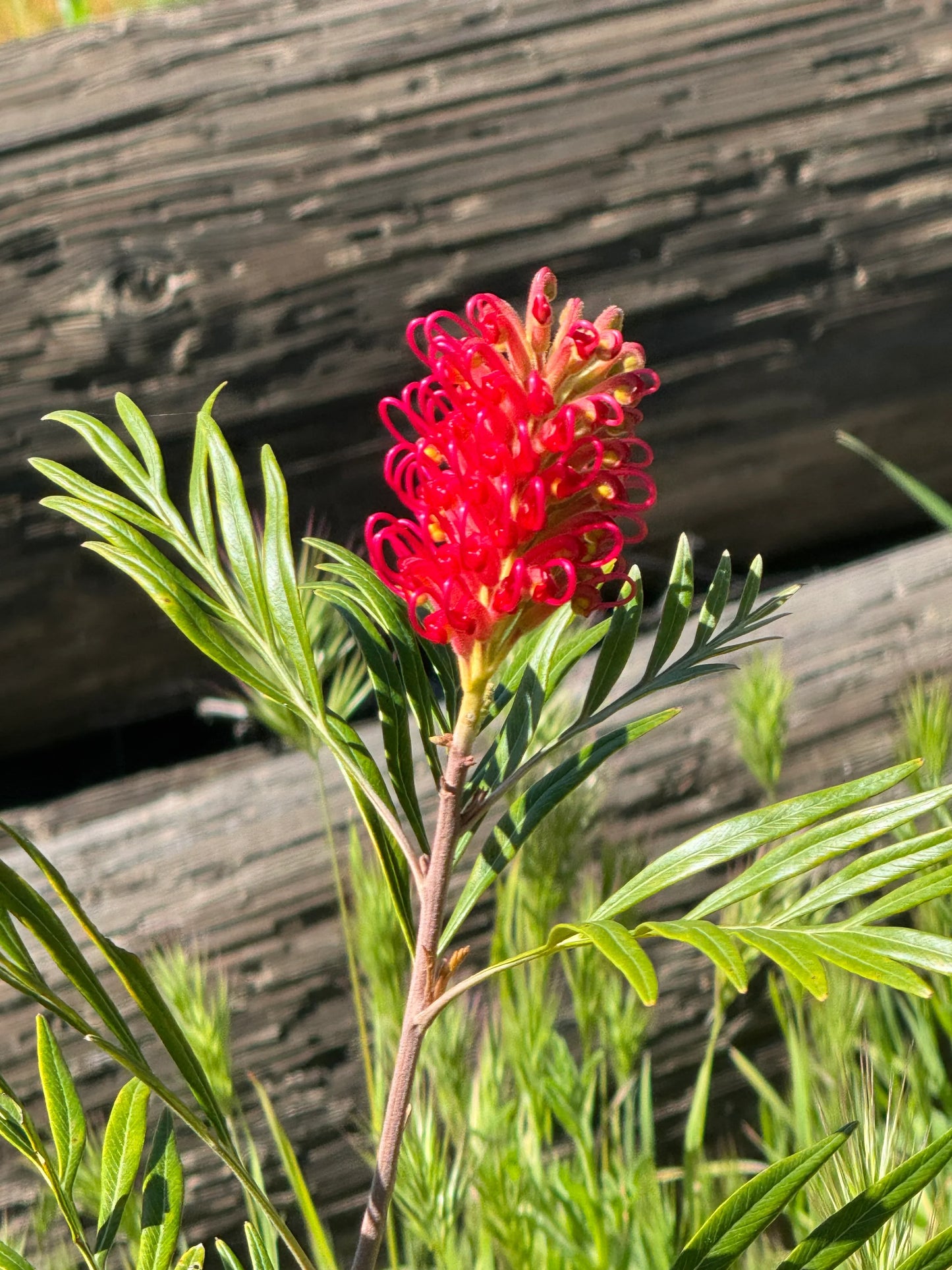 Grevillea banksii: Iconic Red Silky Oak with Dramatic Crimson Flower Brushes