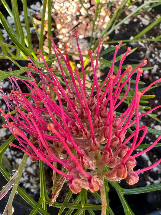 Grevillea ‘Red Hook’: Red‑Flowering Evergreen Shrub