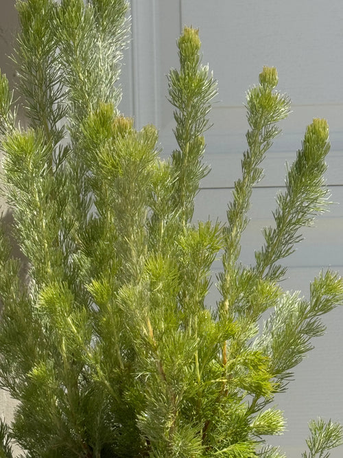 Adenanthos 'Woolly Bush': Ultra-Soft Silvery Foliage and Coastal Hardy Texture