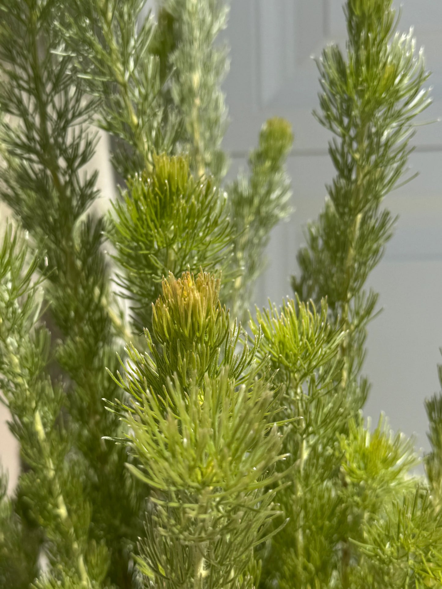 Adenanthos 'Woolly Bush': Ultra-Soft Silvery Foliage and Coastal Hardy Texture