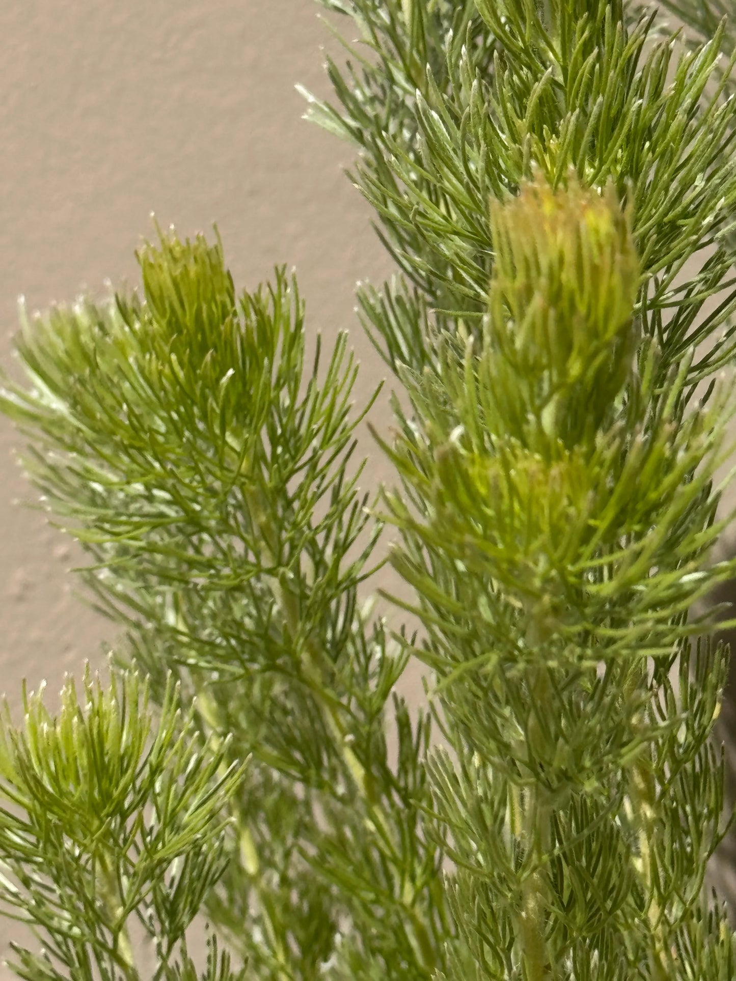 Adenanthos 'Woolly Bush': Ultra-Soft Silvery Foliage and Coastal Hardy Texture