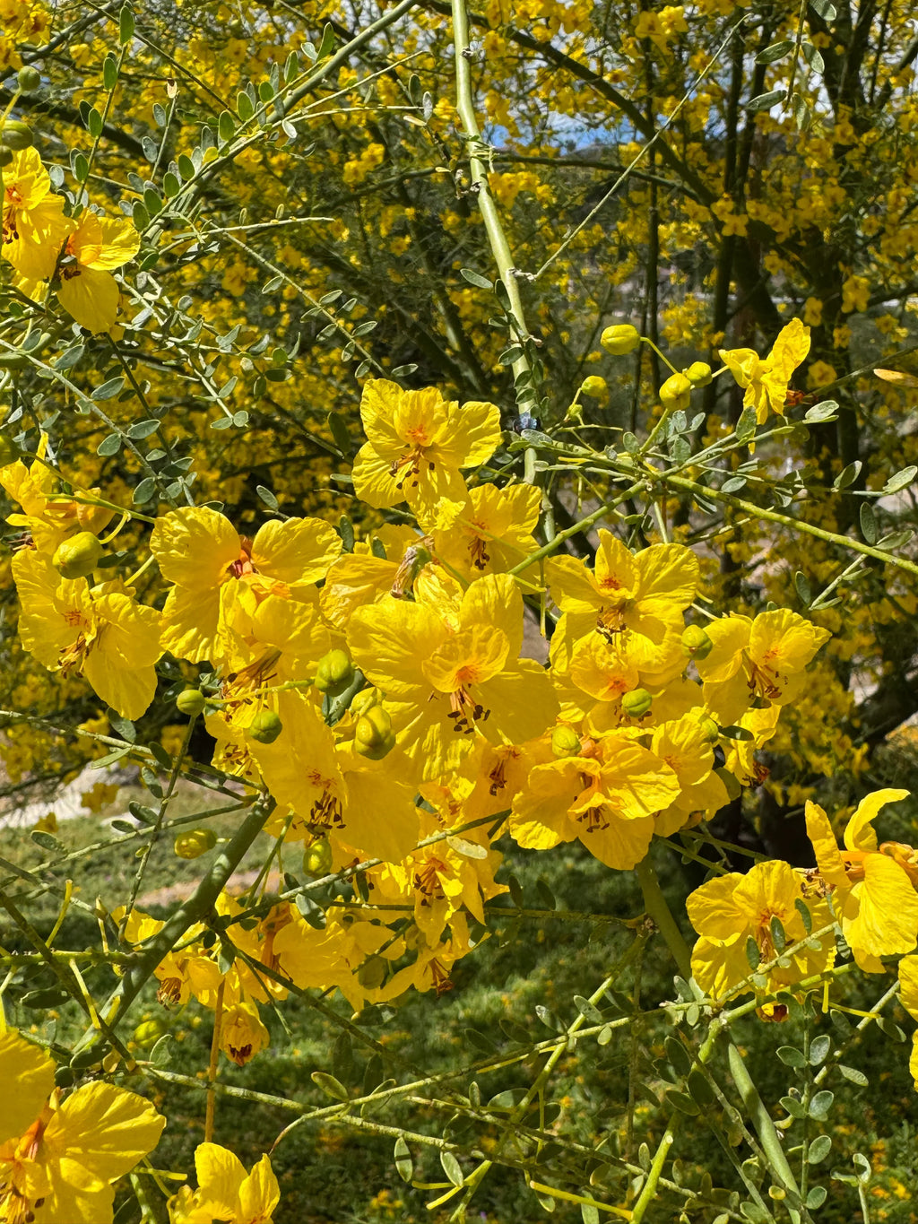 ‘Desert Museum’ Palo Verde: Thornless Beauty with Massive Golden Blooms
