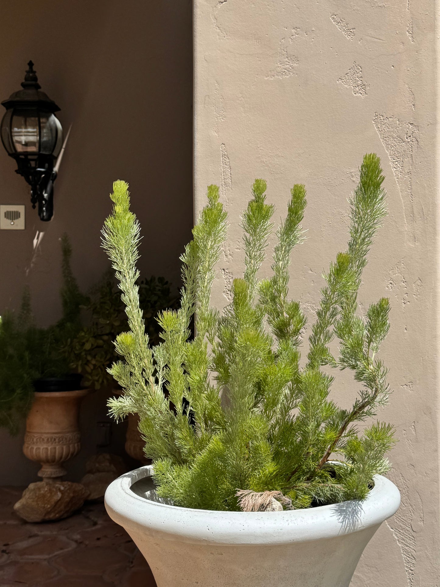 Adenanthos 'Woolly Bush': Ultra-Soft Silvery Foliage and Coastal Hardy Texture