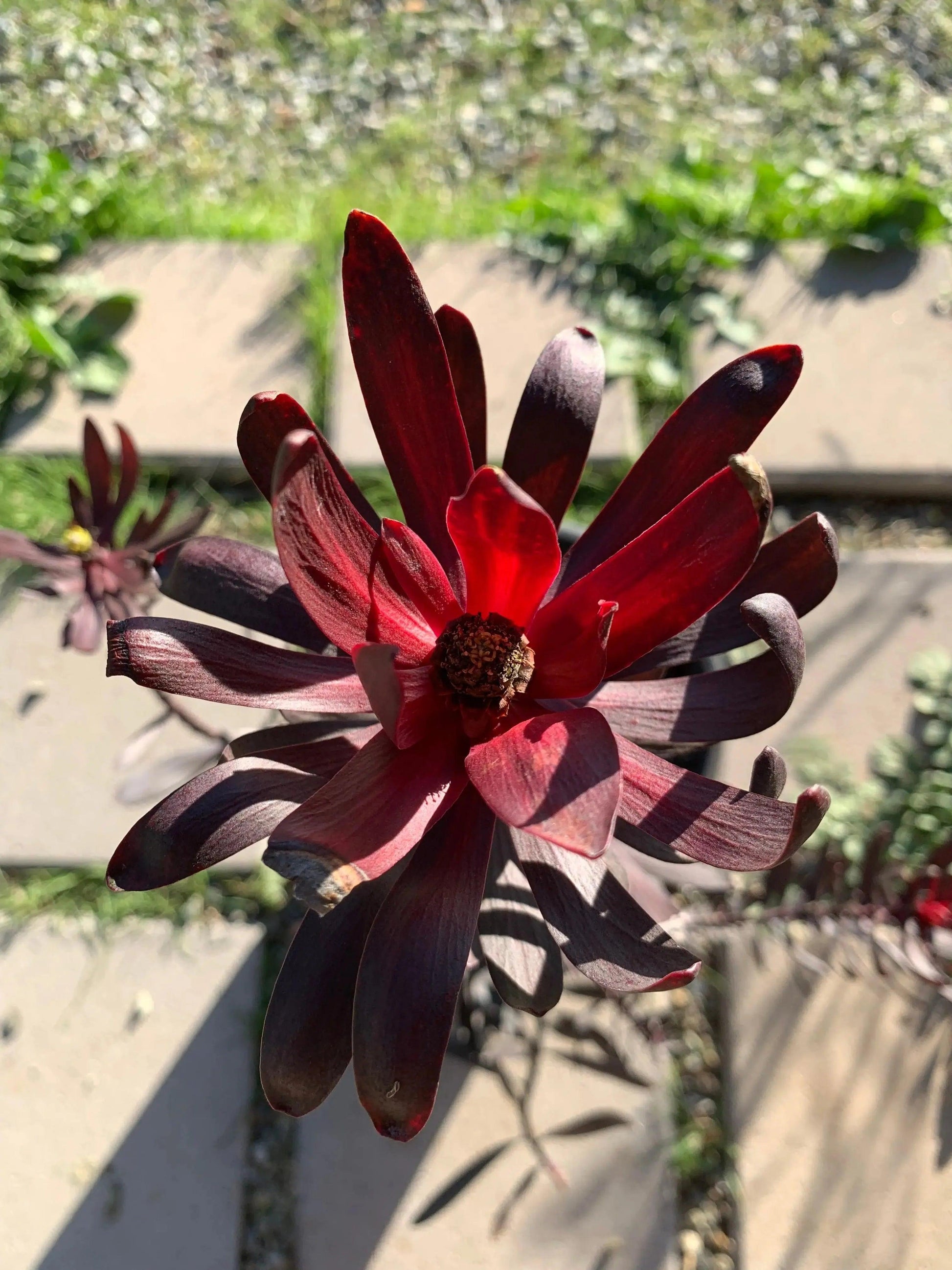 Leucadendron Ebony: Burgundy Velvety Foliage, A Timeless Classic - Bonte Farm