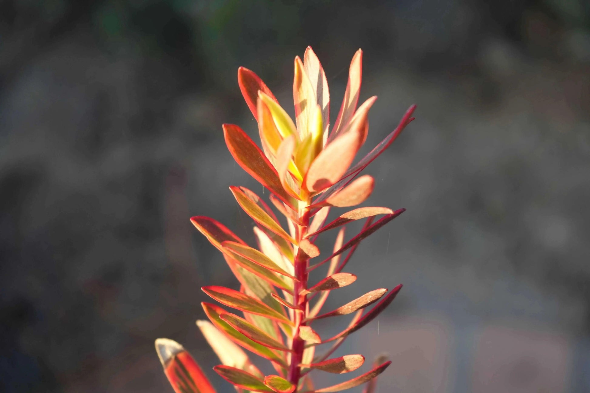Leucadendron 'Jester': Colorful Charm Foliage - Bonte Farm