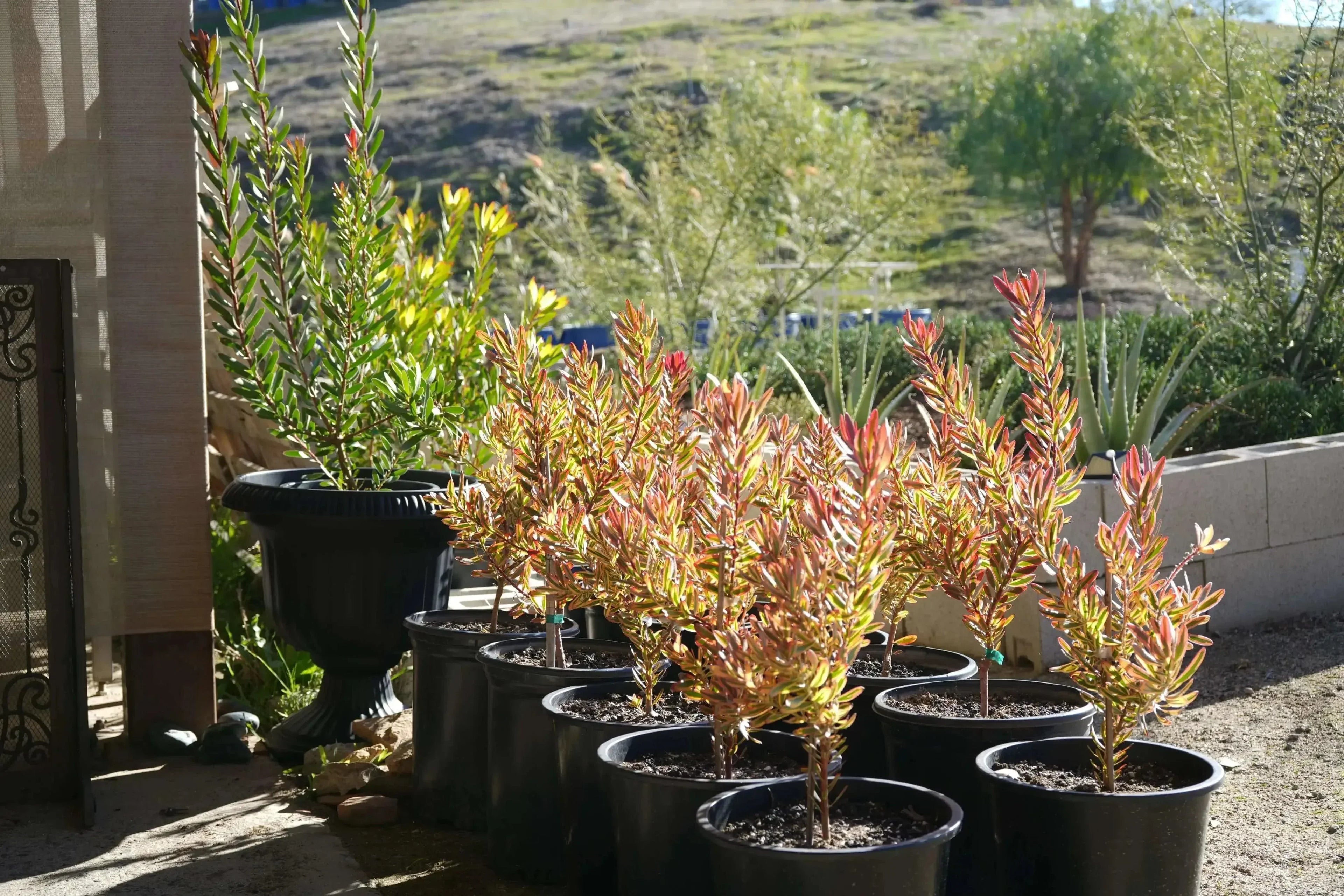 Leucadendron Jester plants in black pots with colorful green and red foliage outdoors