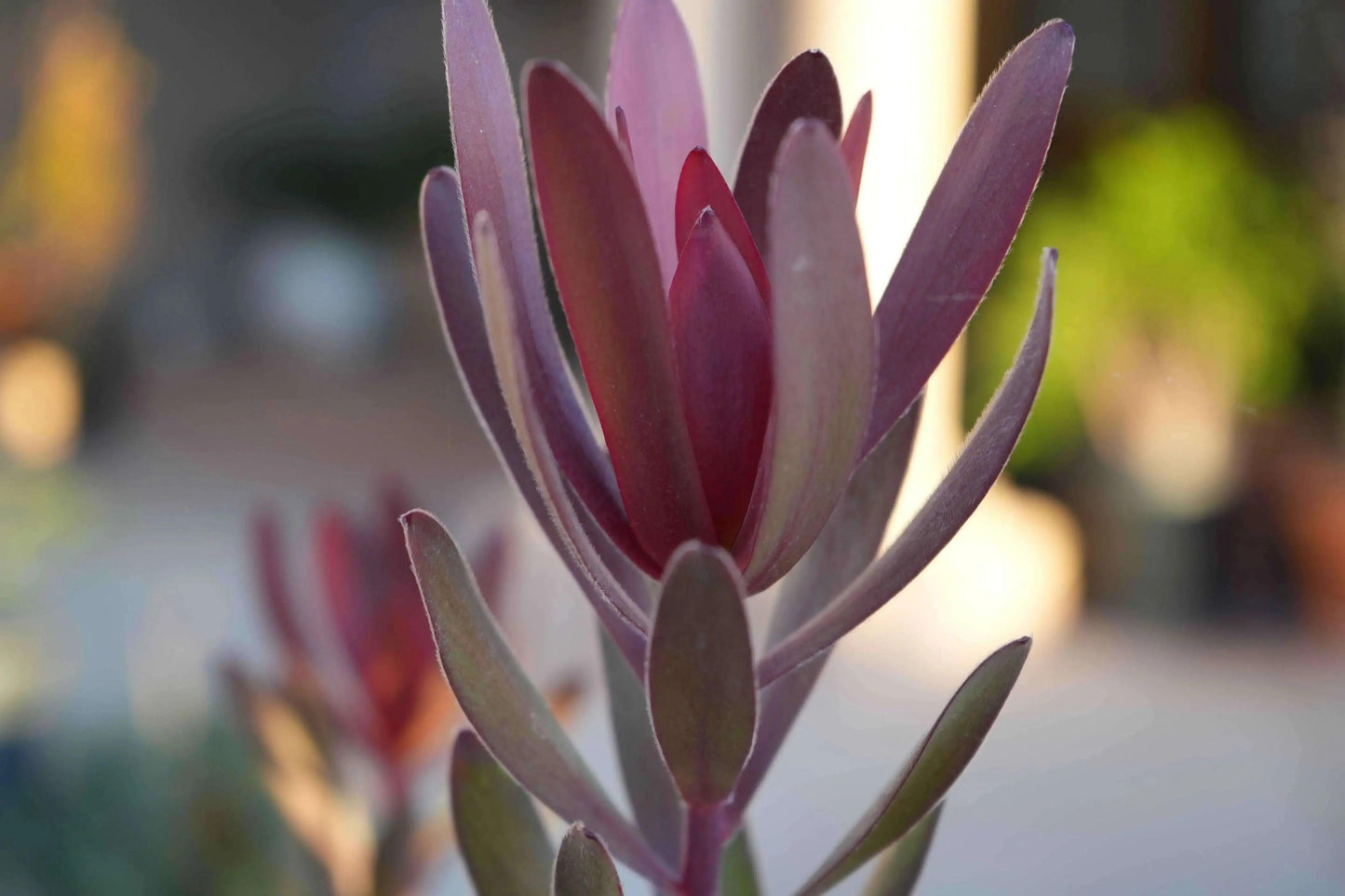 Leucadendron 'Safari Sunset': A Sunset in Your Garden - Bonte Farm
