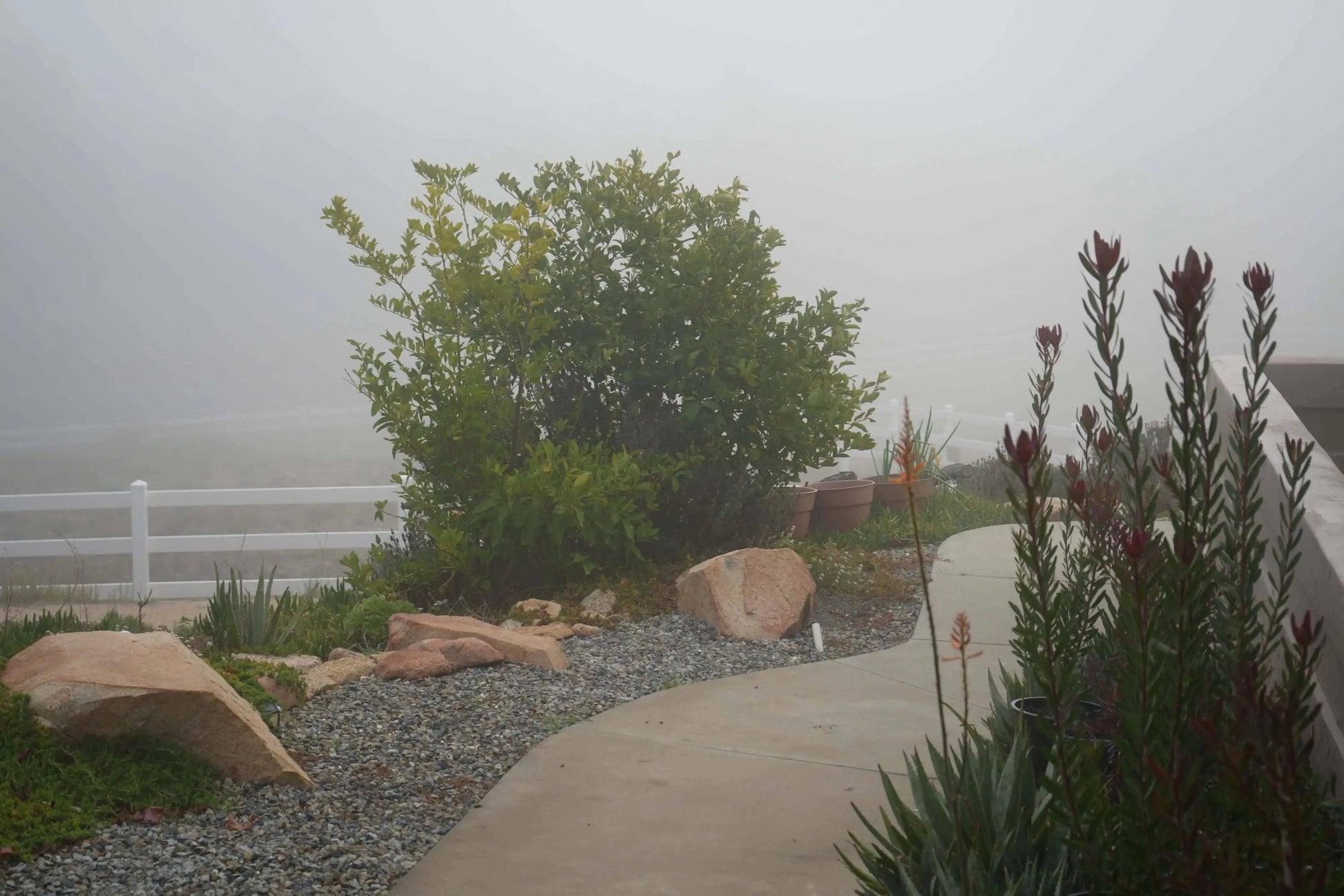 Leucadendron 'Safari Sunset': A Sunset in Your Garden - Bonte Farm