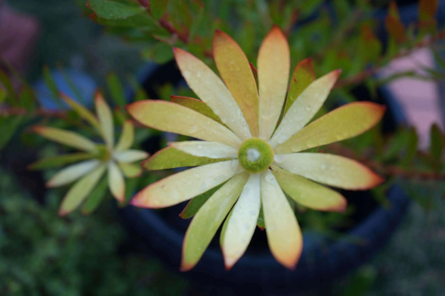 Leucadendron 'Wilson Wonder': A Silvery Sensation - Bonte Farm