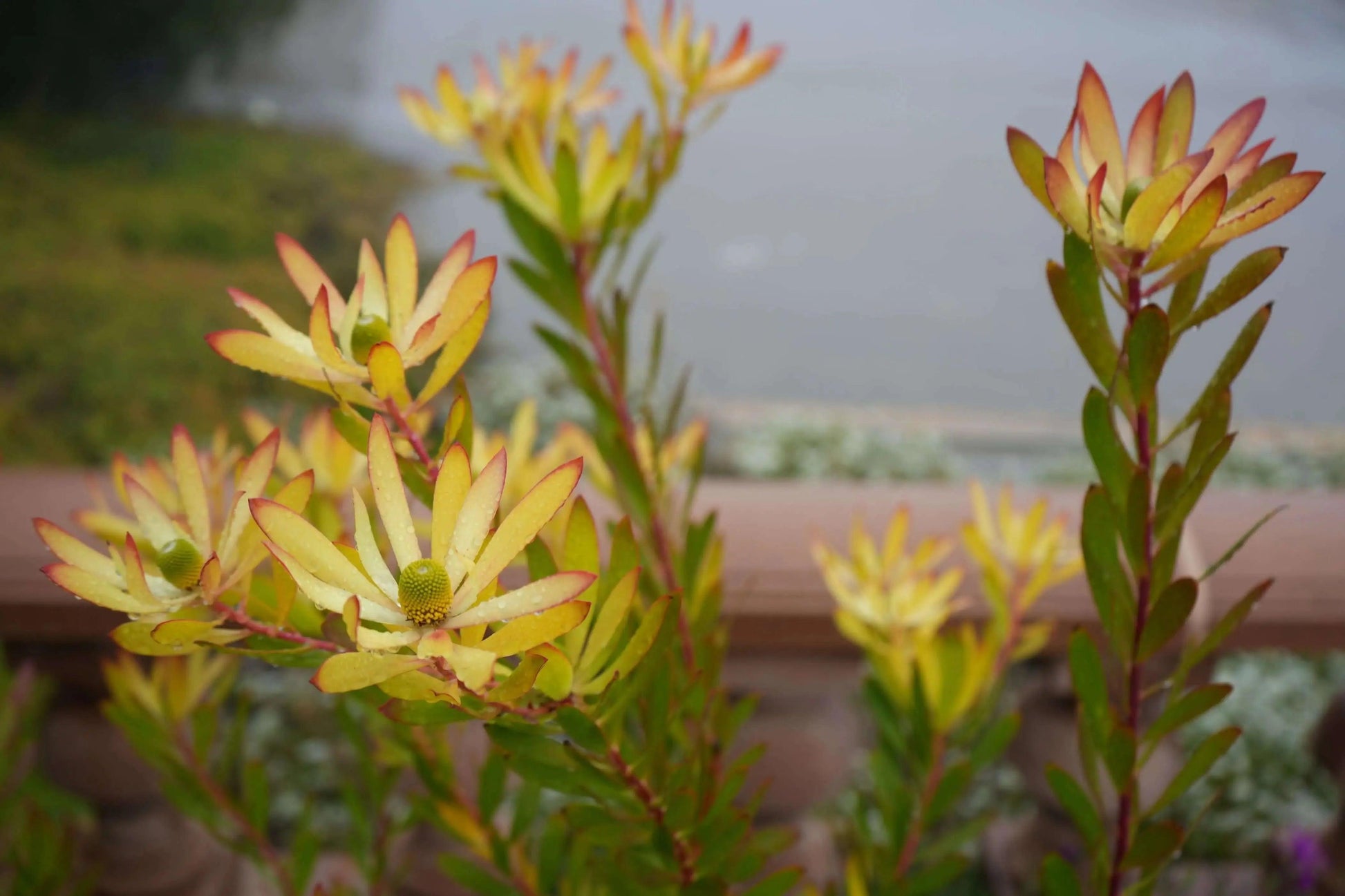 Leucadendron 'Wilson Wonder': A Silvery Sensation - Bonte Farm