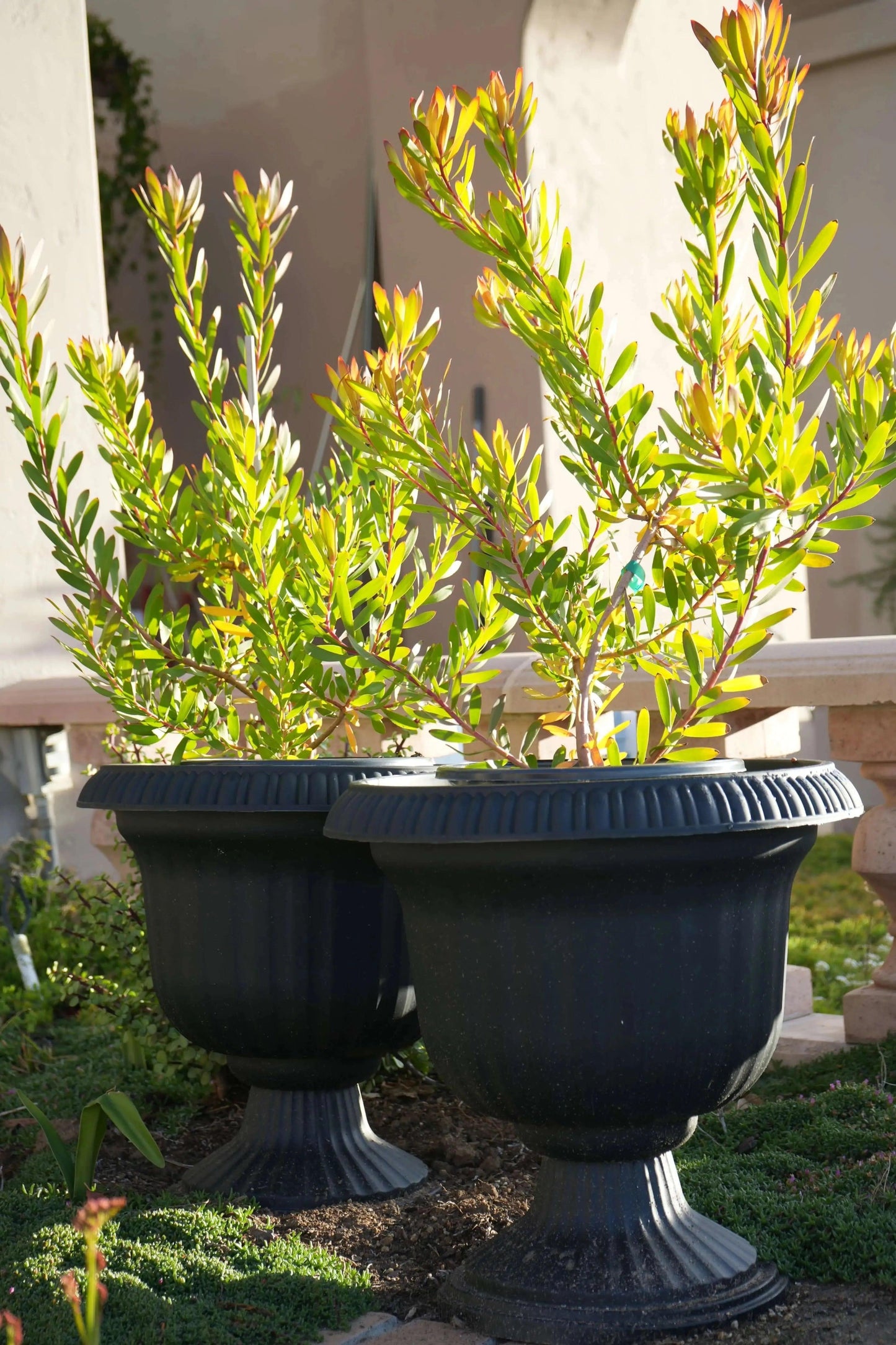 Leucadendron 'Wilson Wonder': A Silvery Sensation - Bonte Farm