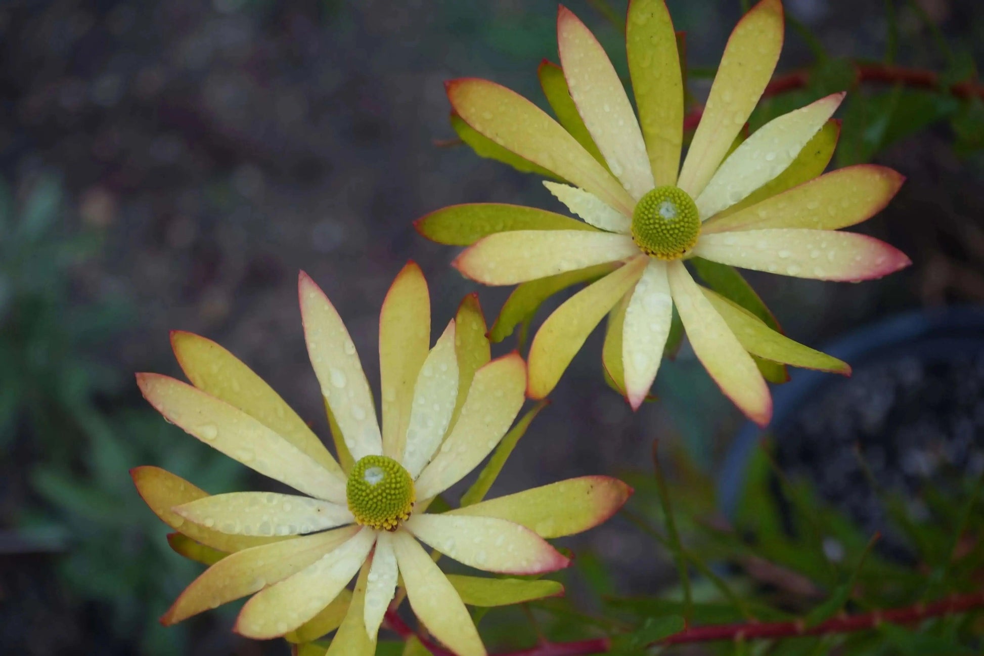 Leucadendron 'Wilson Wonder': A Silvery Sensation - Bonte Farm