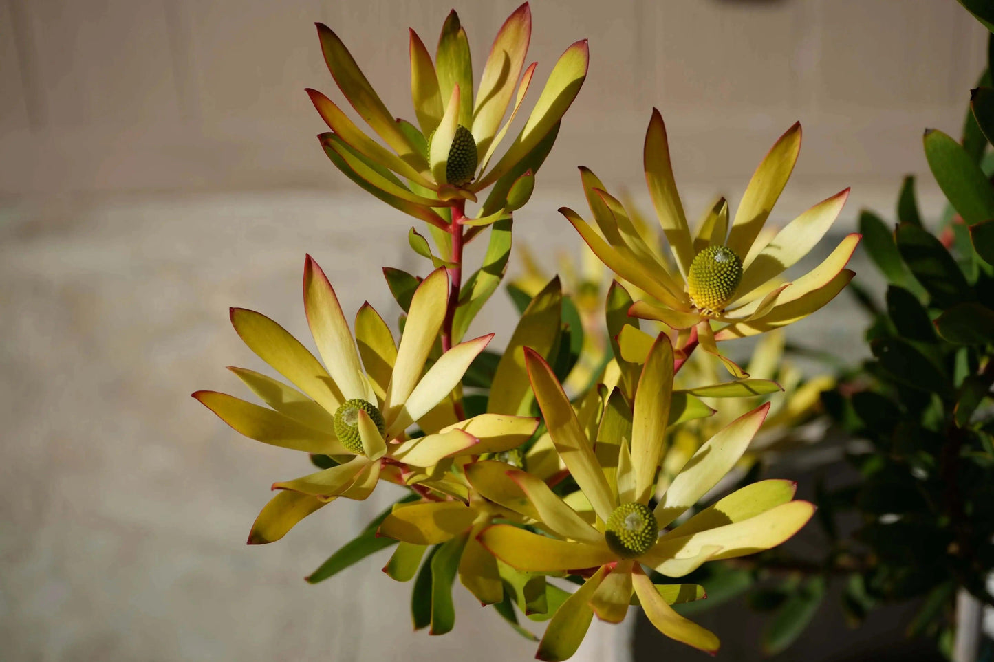Leucadendron 'Wilson Wonder': A Silvery Sensation - Bonte Farm