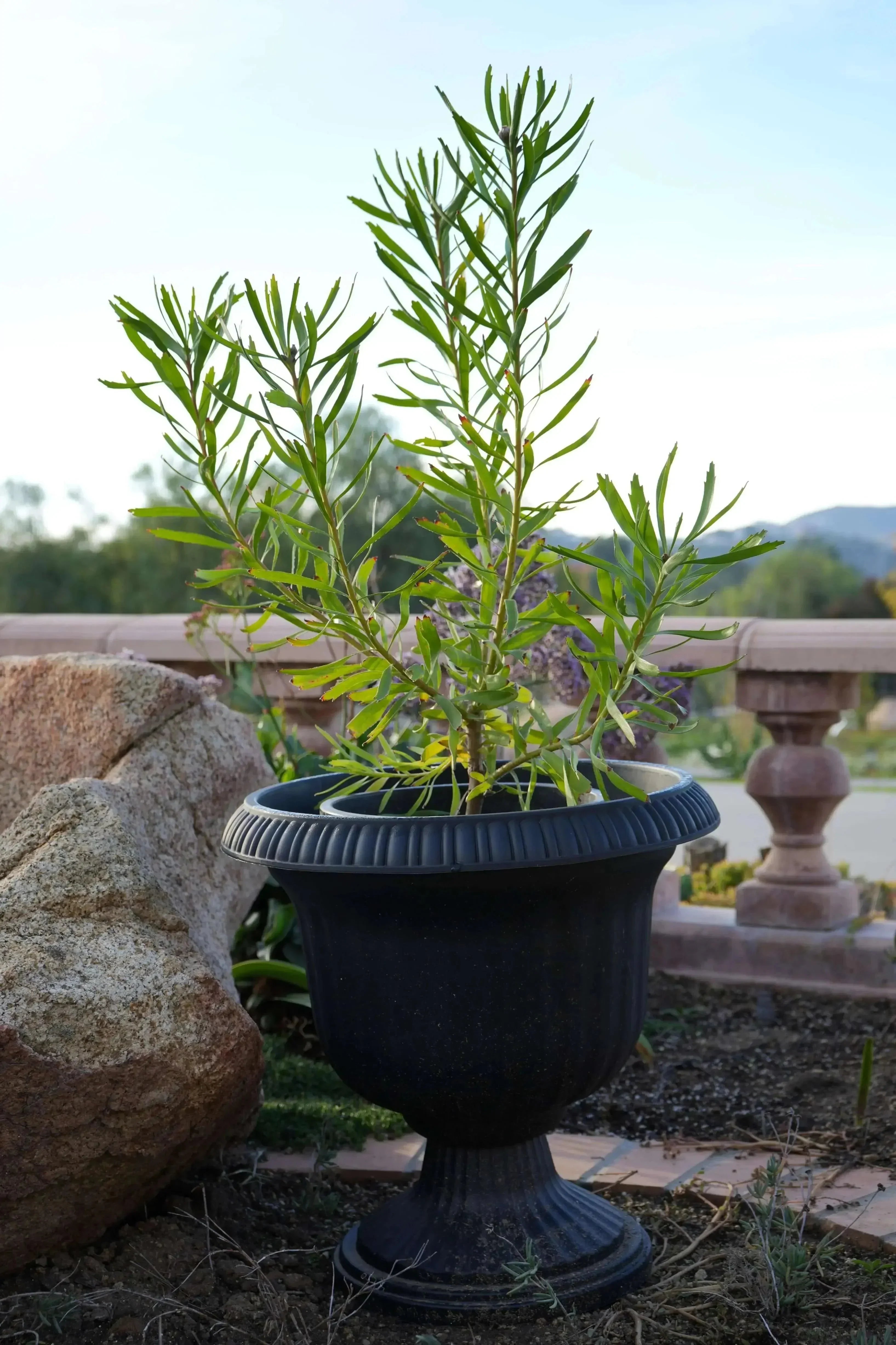 Leucospermum Tango plant in a black outdoor pot surrounded by rocks and garden landscape