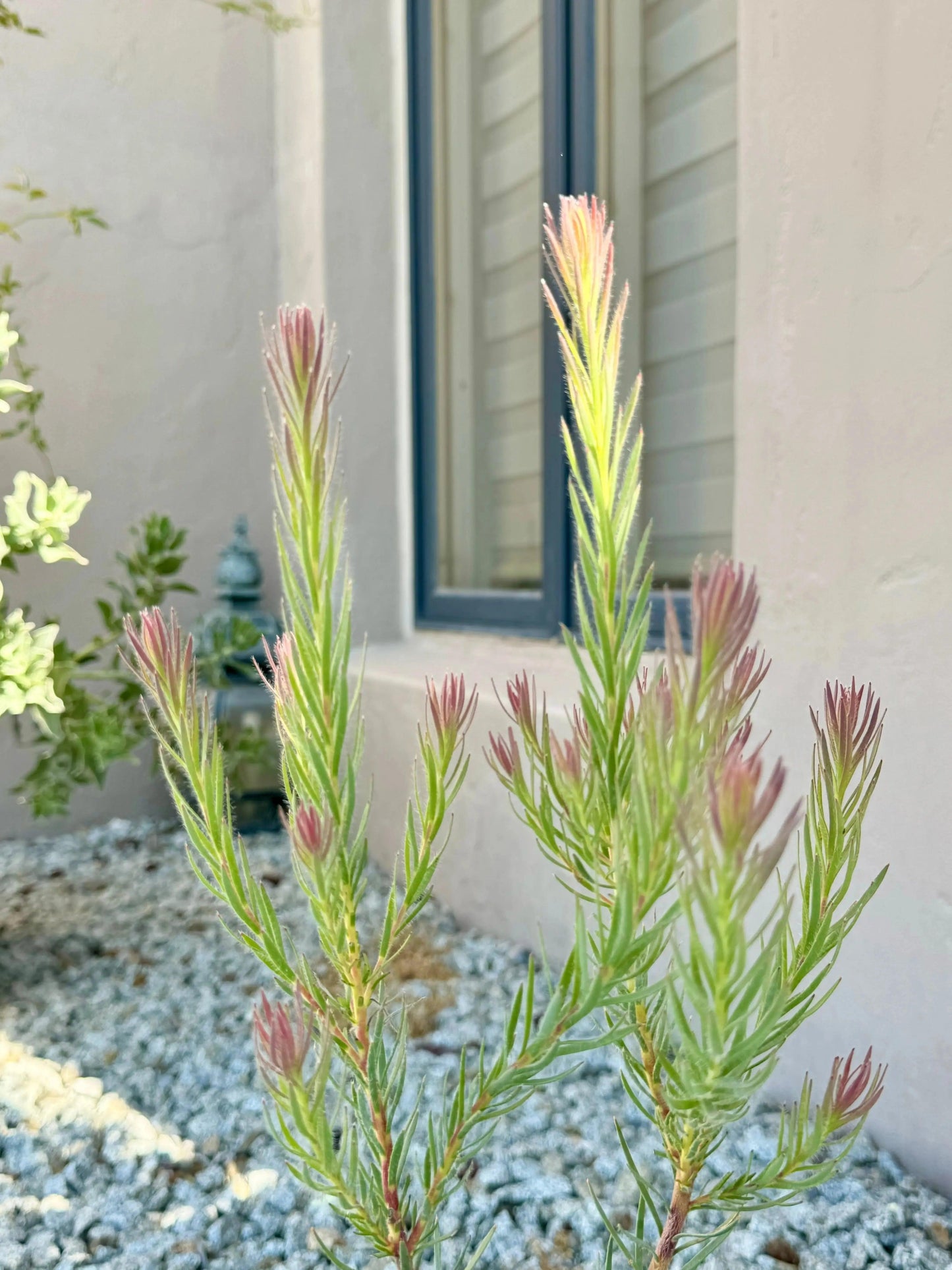 Leucadendron Jubilee Crown: A Royal Treat for Your Garden - Bonte Farm