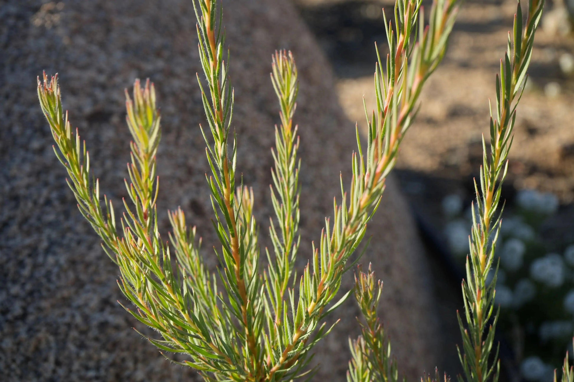 Leucadendron Jubilee Crown: A Royal Treat for Your Garden - Bonte Farm