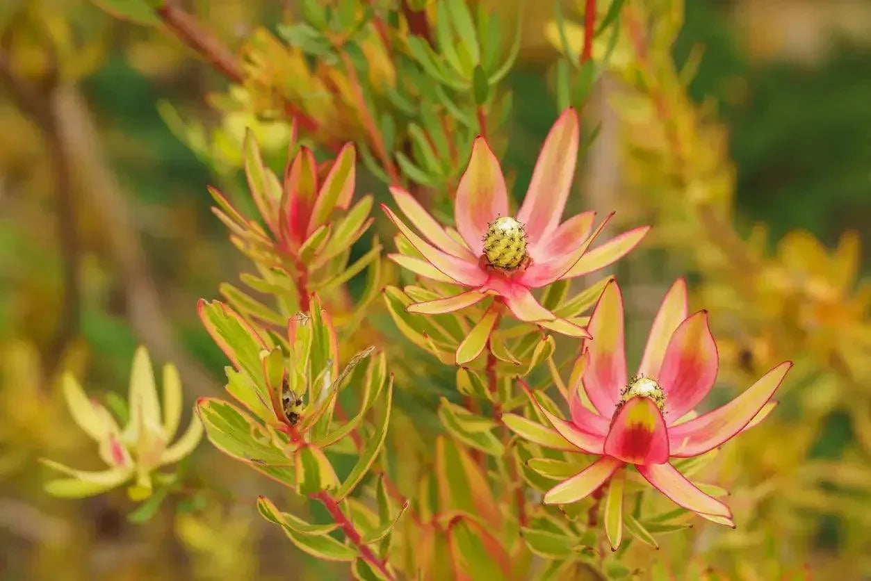 Leucadendron Jester protea plant with colorful red and yellow foliage outdoors
