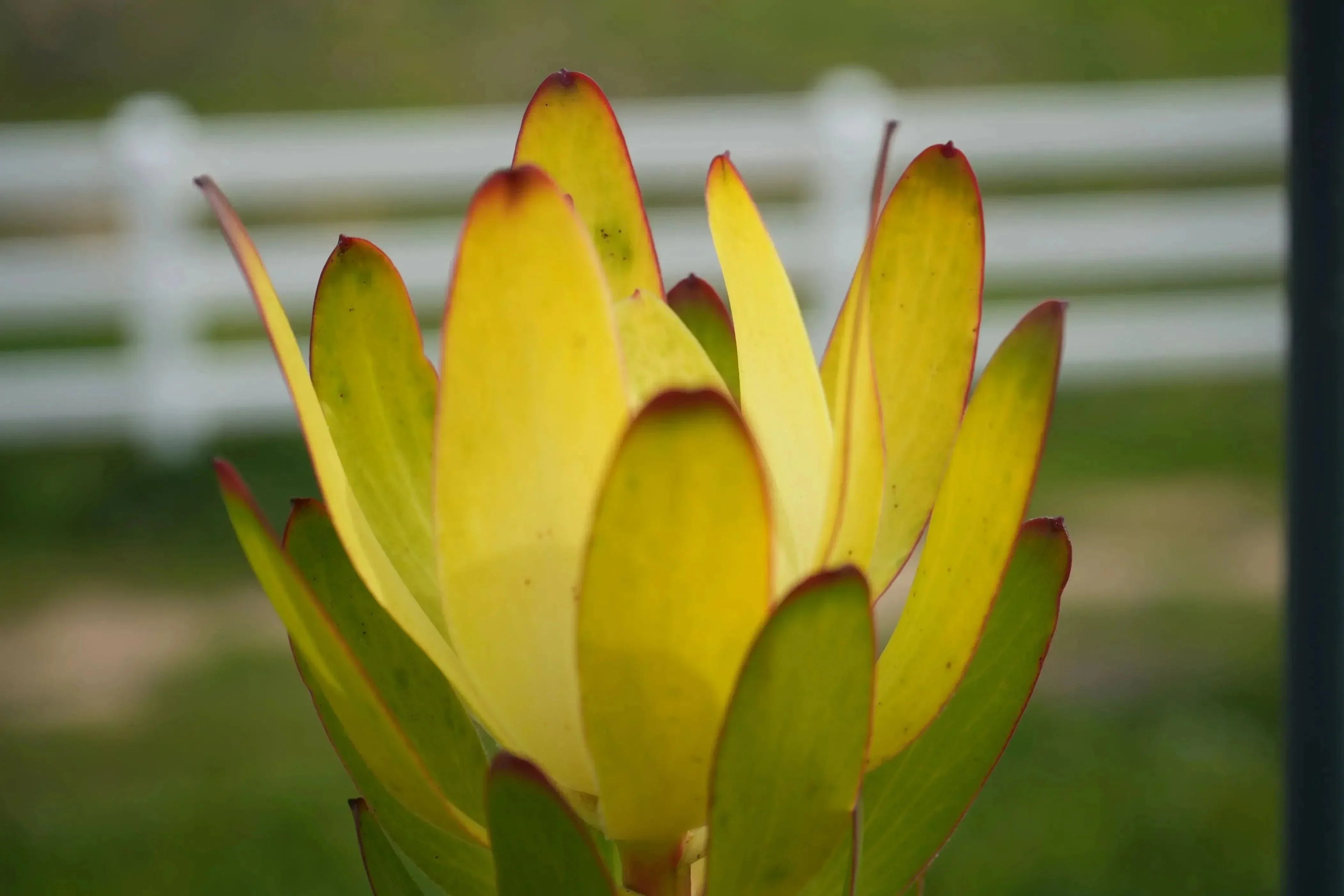 Leucadendron Safari Goldstrike variegated foliage with golden yellow leaves outdoors