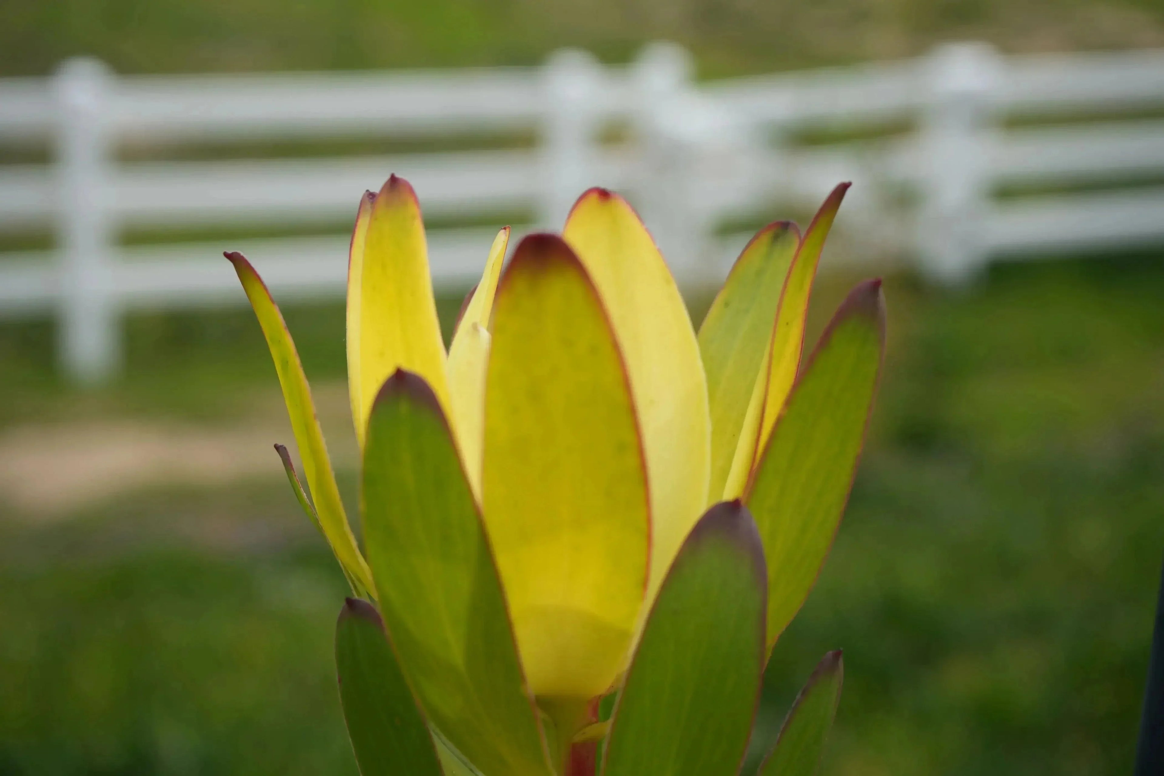 Leucadendron Safari Goldstrike with variegated yellow-green foliage and red tips outdoors