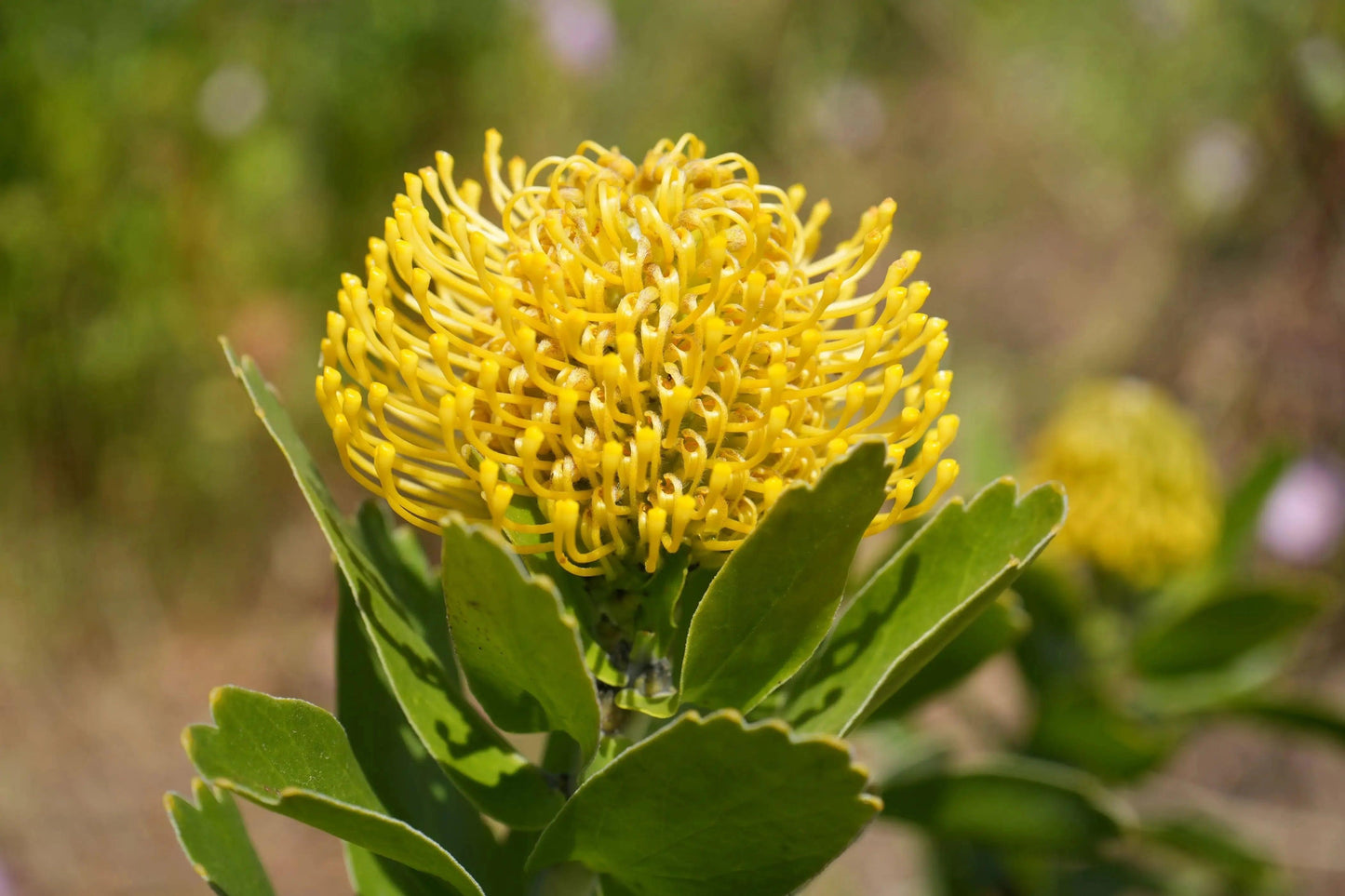 Leucospermum 'High Gold': Lemon Pincushion Blooms - Bonte Farm