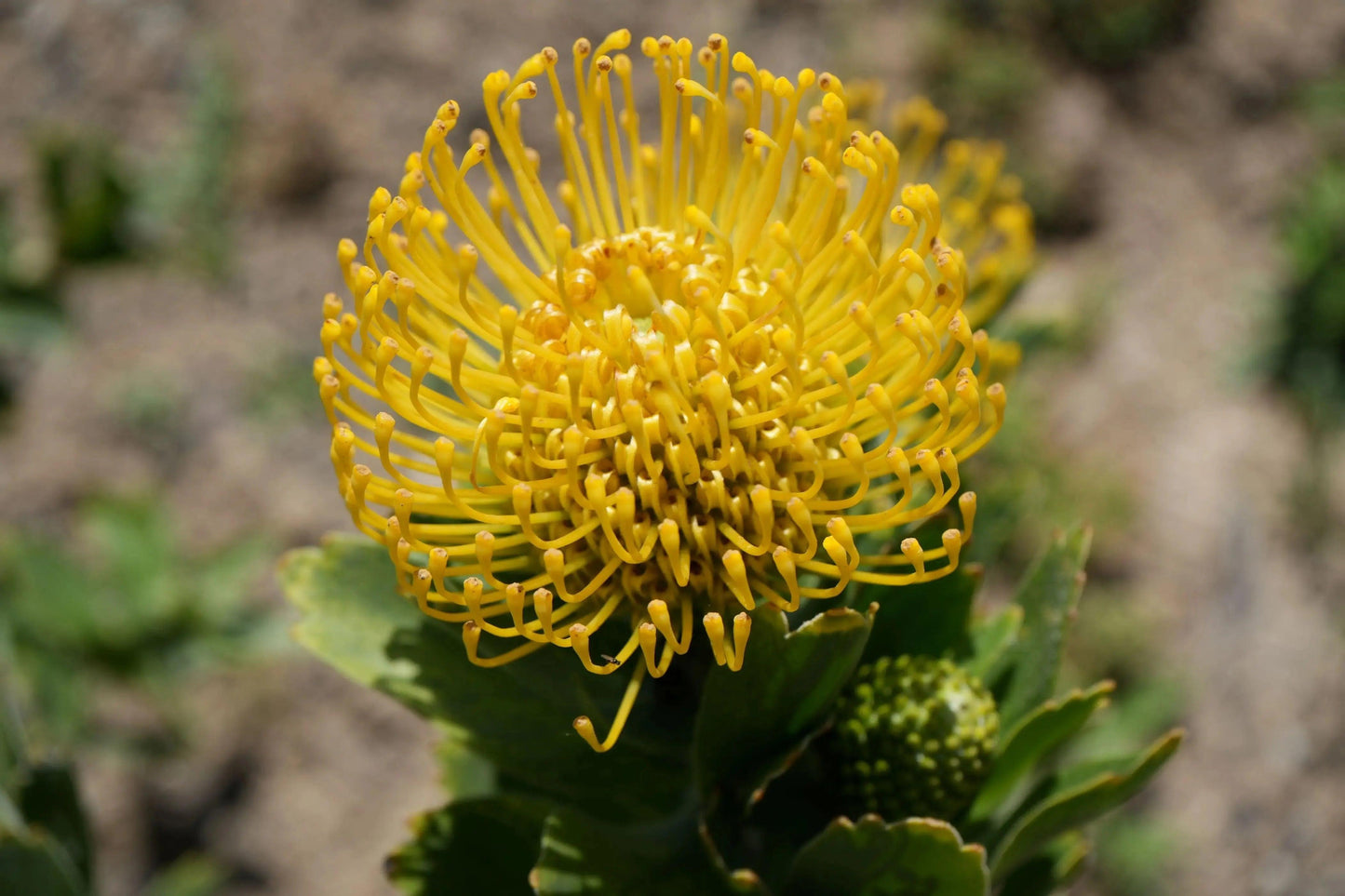 Leucospermum 'High Gold': Lemon Pincushion Blooms - Bonte Farm