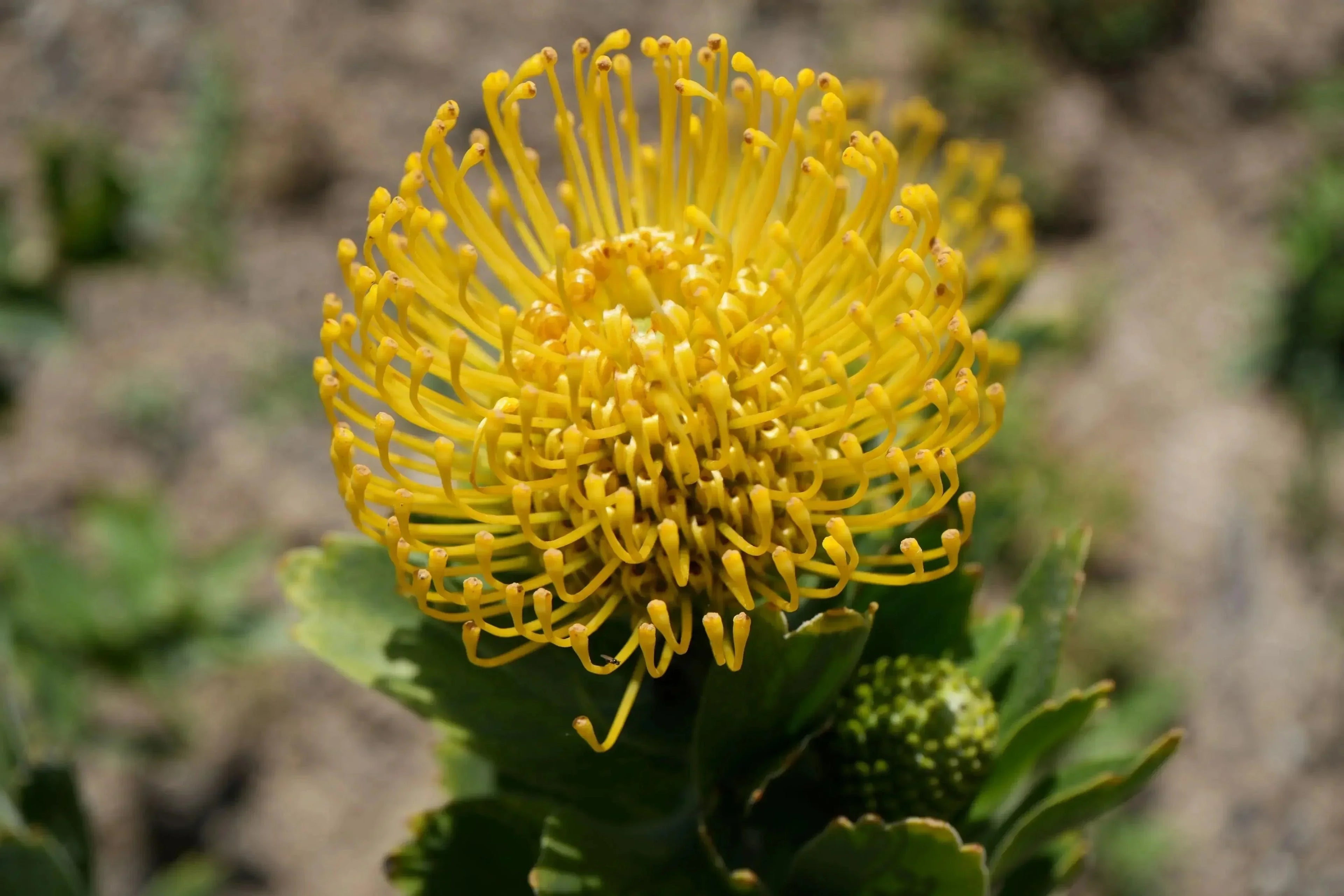 Yellow Leucospermum High Gold pincushion protea flower in bloom outdoors