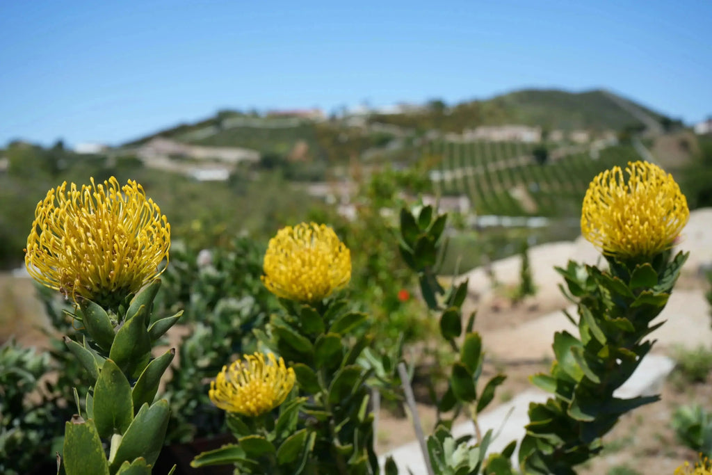 Yellow Leucospermum High Gold lemon pincushion protea flowers with green leaves outdoors