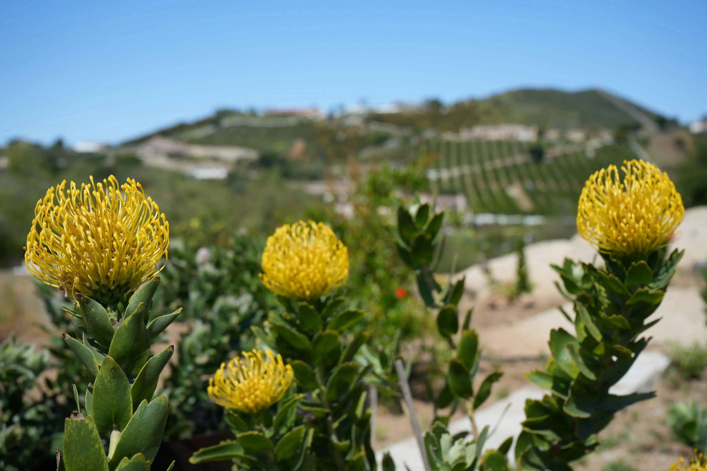 Leucospermum 'High Gold': Lemon Pincushion Blooms - Bonte Farm