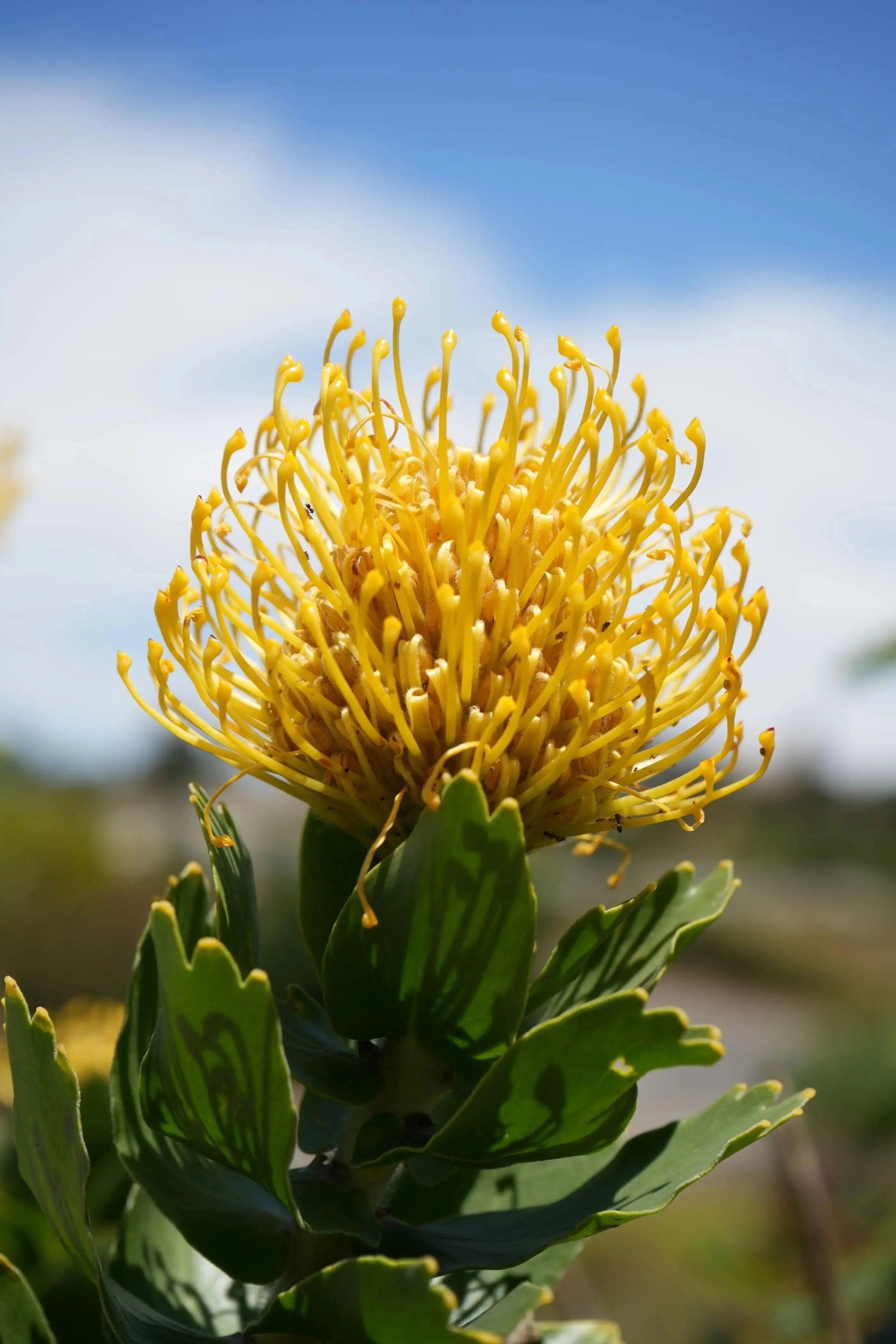 Leucospermum 'High Gold': Lemon Pincushion Blooms - Bonte Farm