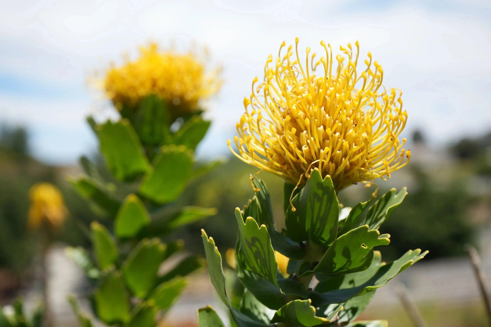 Leucospermum 'High Gold': Lemon Pincushion Blooms - Bonte Farm