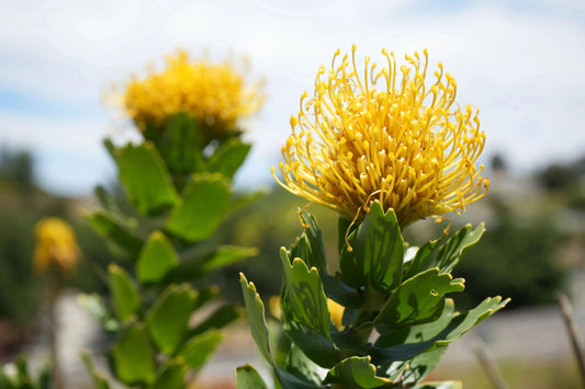 Leucospermum 'High Gold': Lemon Pincushion Blooms - Bonte Farm