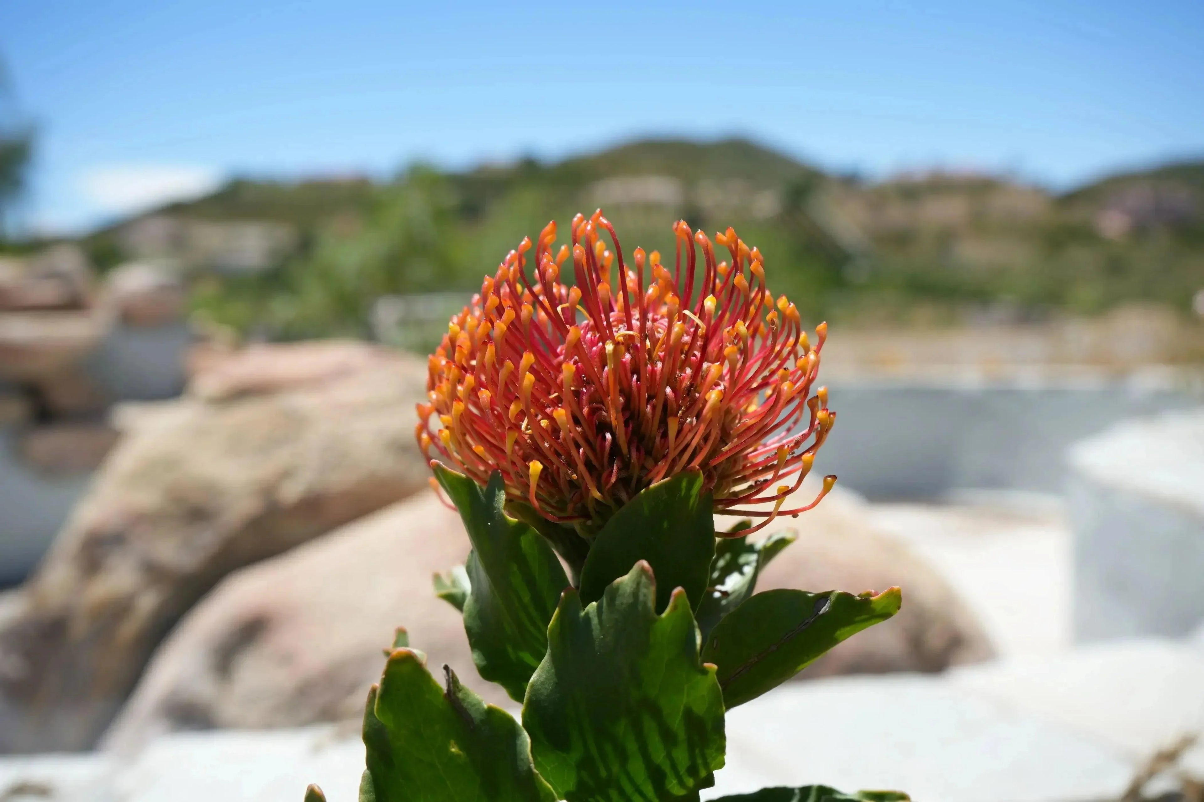 Leucospermum Sunrise pincushion protea plant with orange-yellow flower cluster outdoors