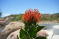 Leucospermum Sunrise pincushion protea with orange and yellow flower in outdoor garden setting