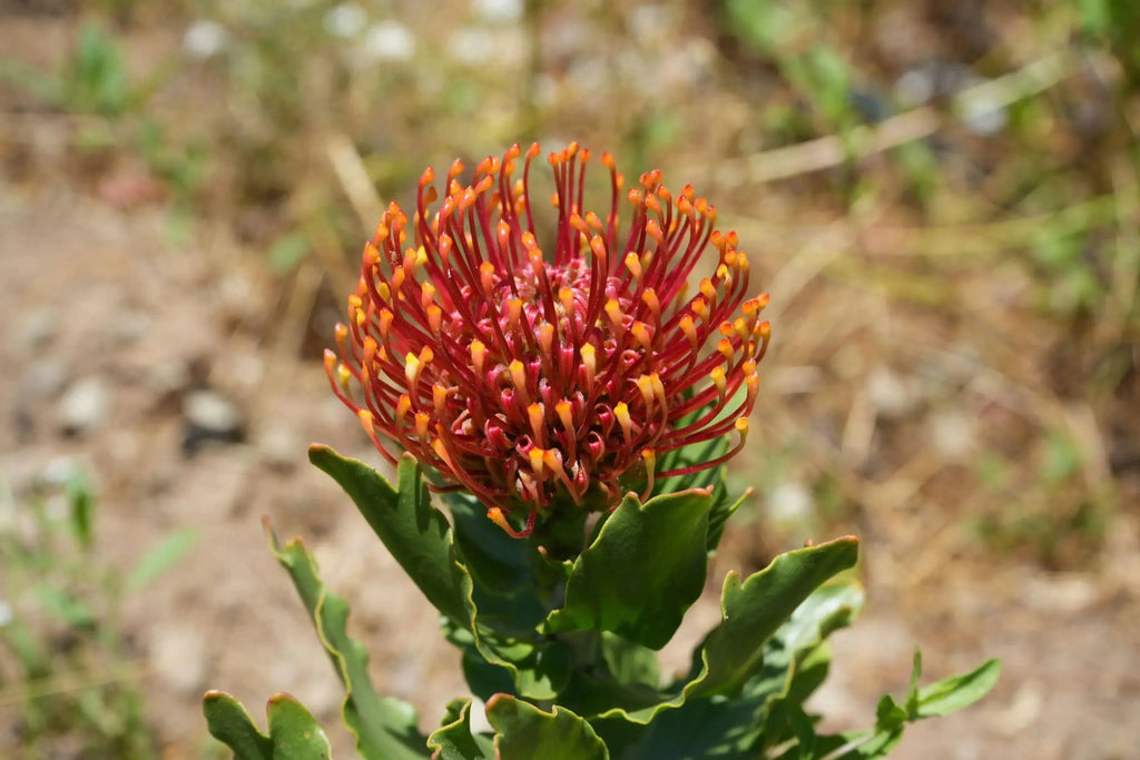 Leucospermum Sunrise pincushion protea with orange-red flower cluster outdoors