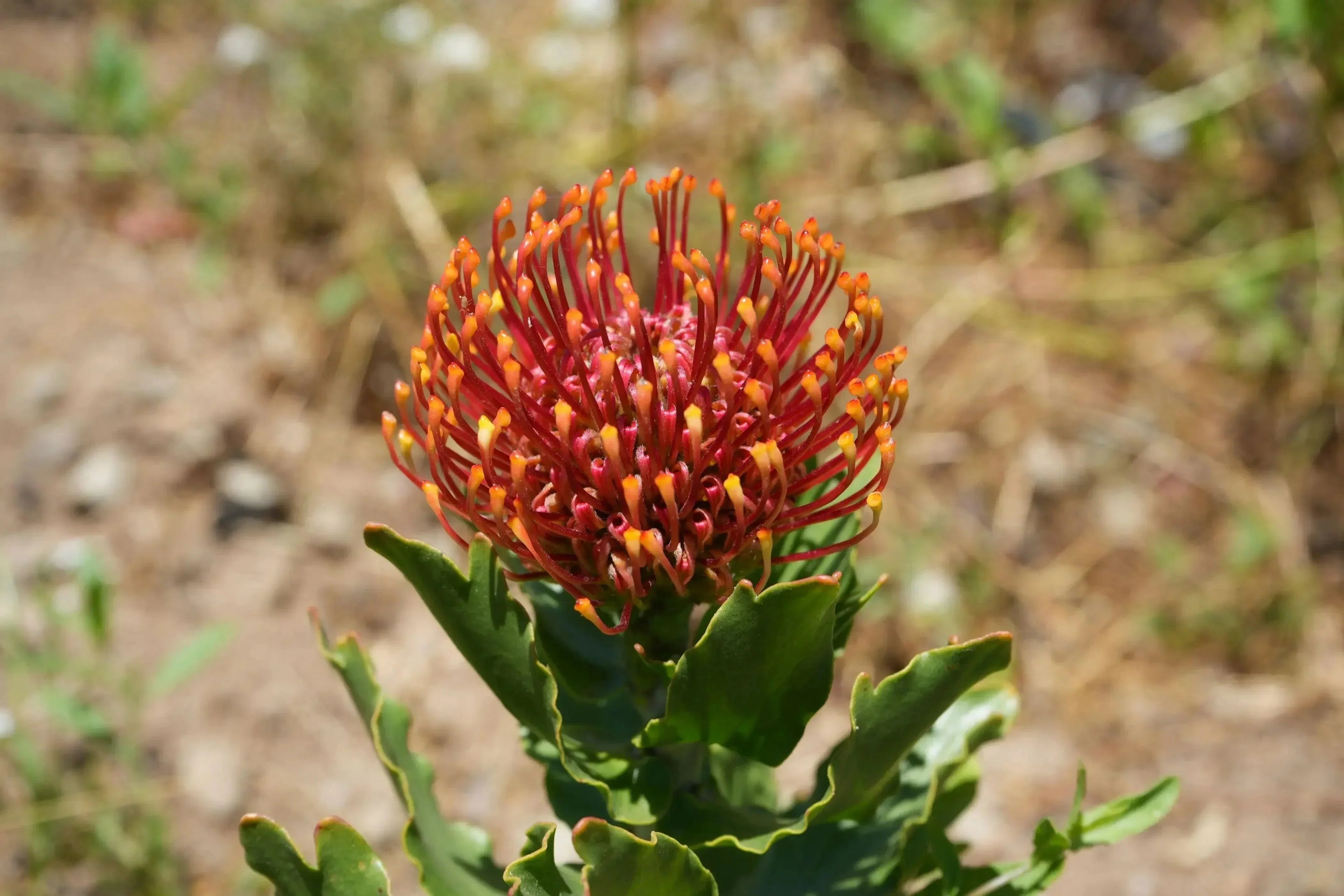 Leucospermum Sunrise pincushion protea with orange-red flower cluster outdoors