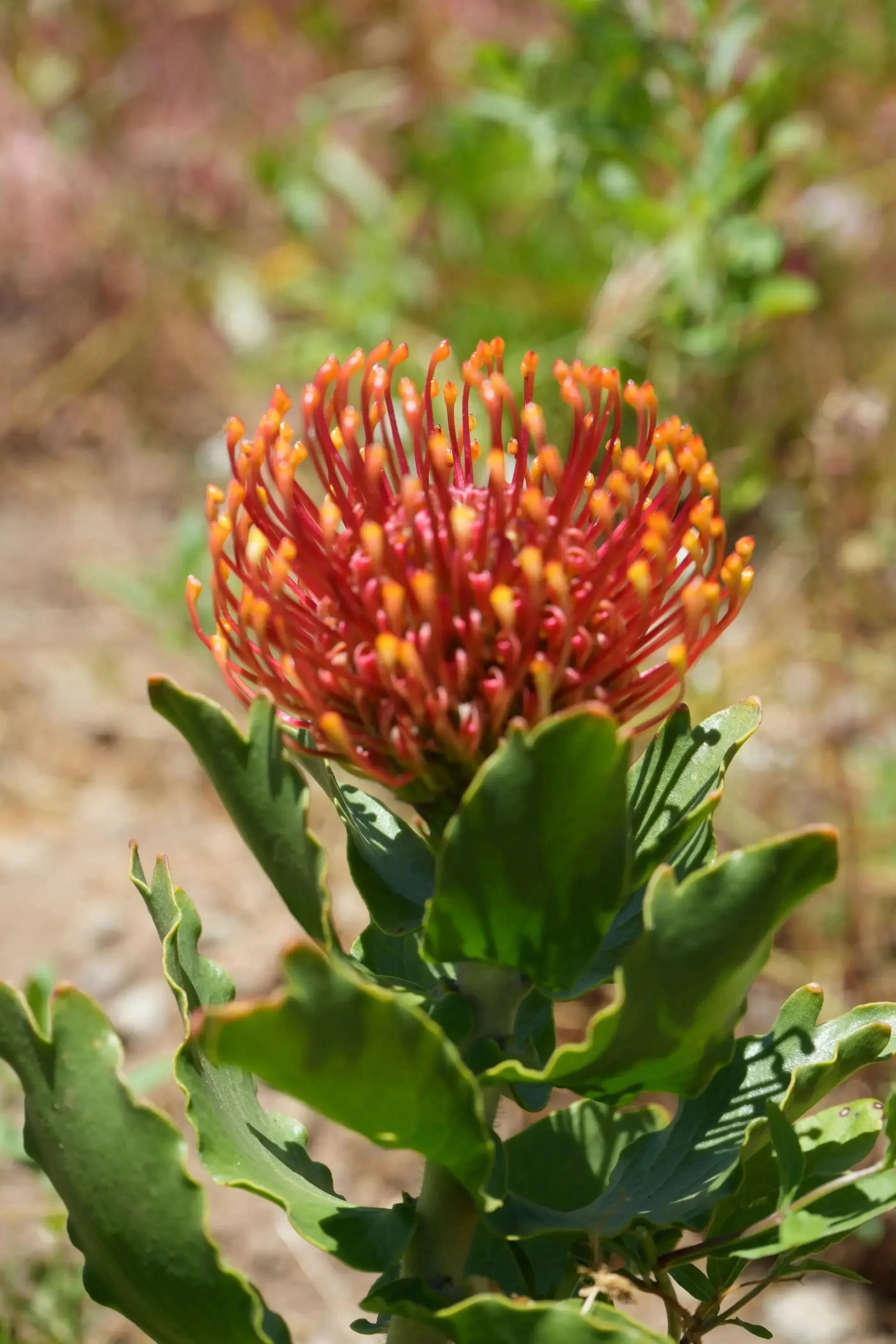 Leucospermum Sunrise pincushion protea with vibrant orange flower clusters outdoors