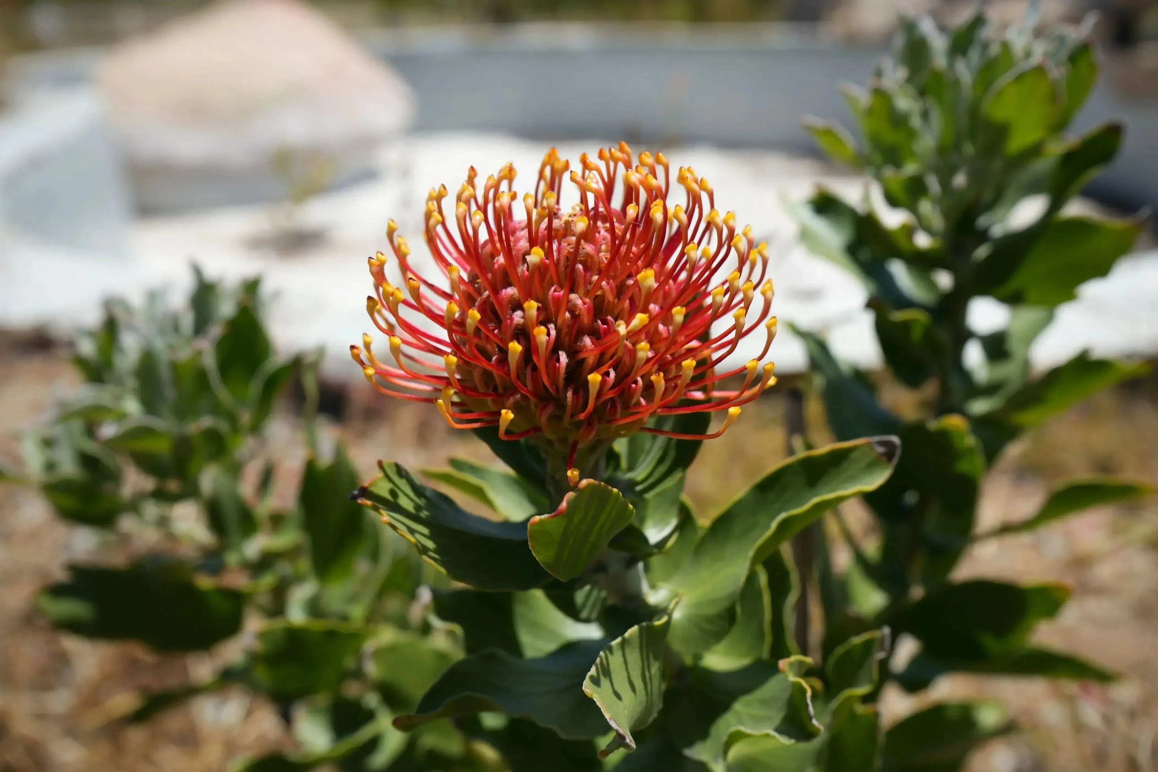 Leucospermum Sunrise pincushion protea plant with orange-yellow flower cluster outdoors