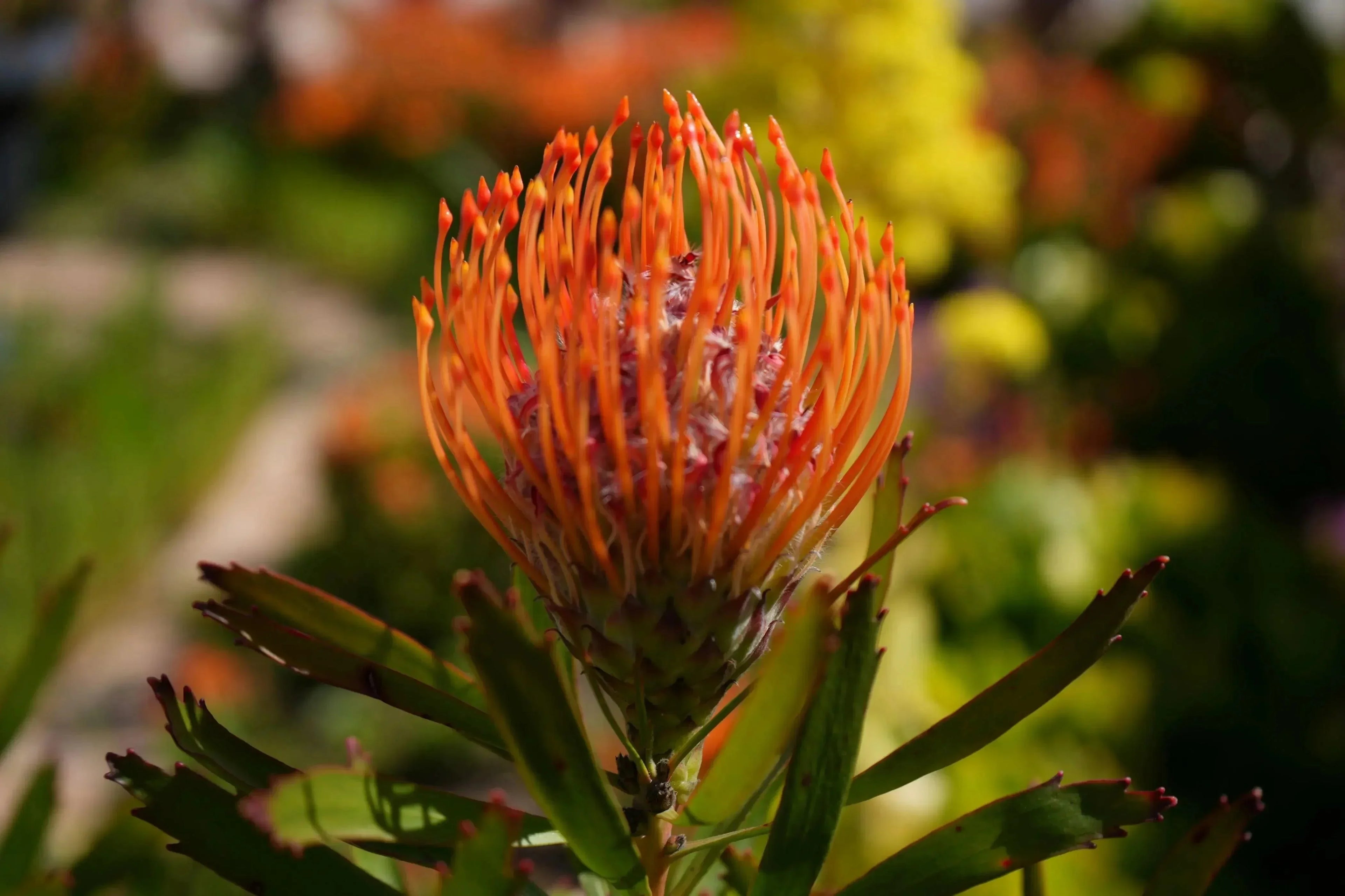 Fiery orange-red Leucospermum pincushion protea flower in sunlight with green leaves