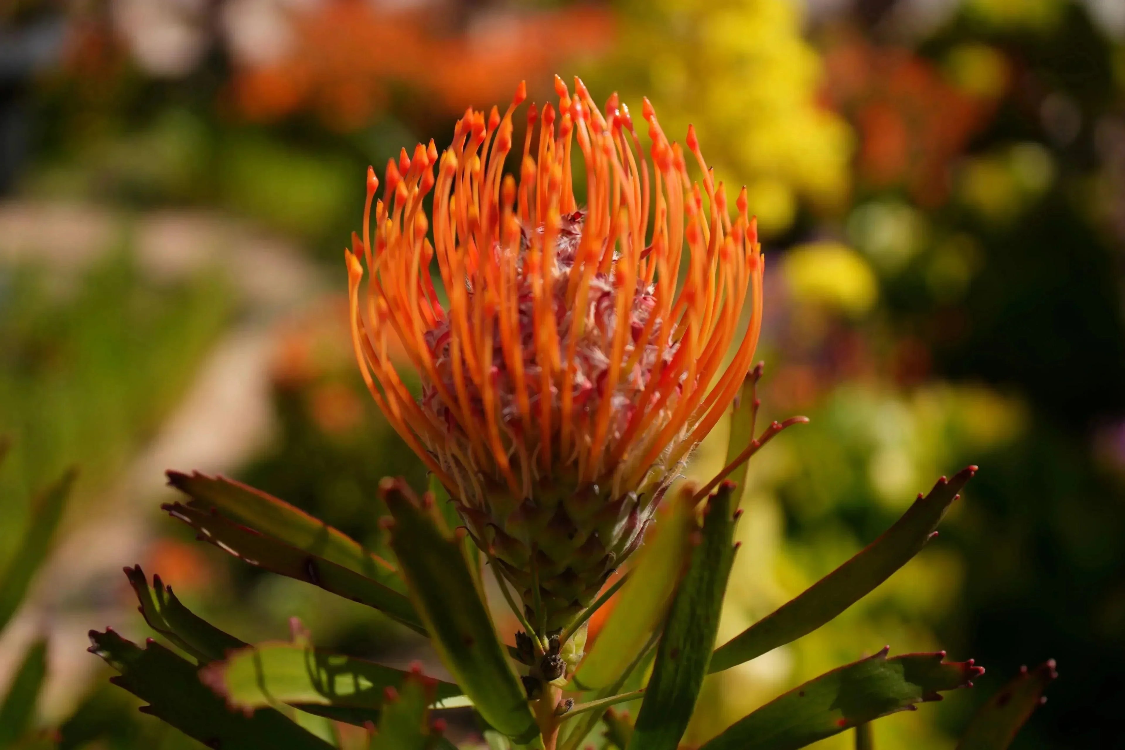 Leucospermum Tango pincushion protea with fiery orange-red flower in a garden
