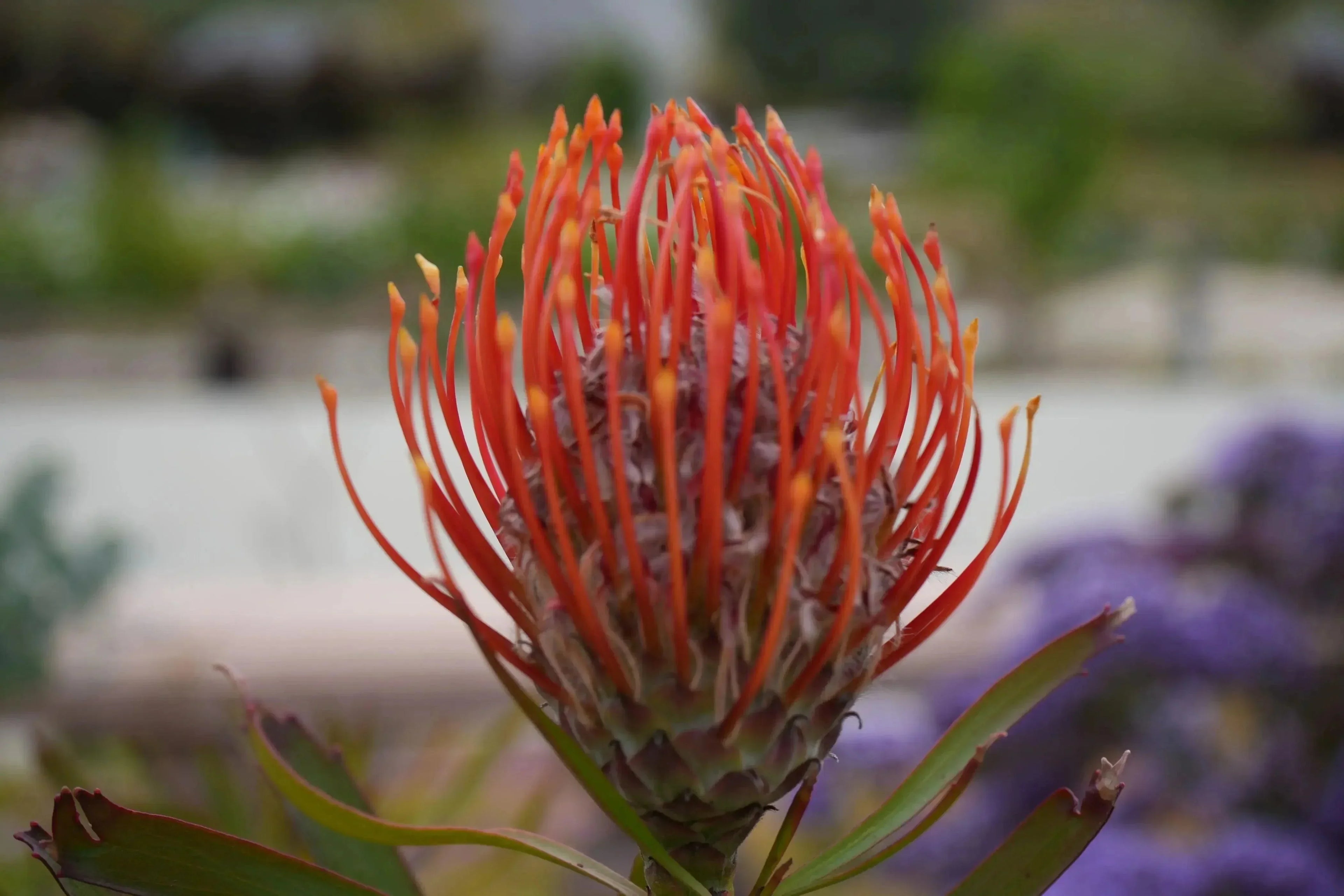 Leucospermum Tango pincushion protea with fiery orange-red blooms outdoors