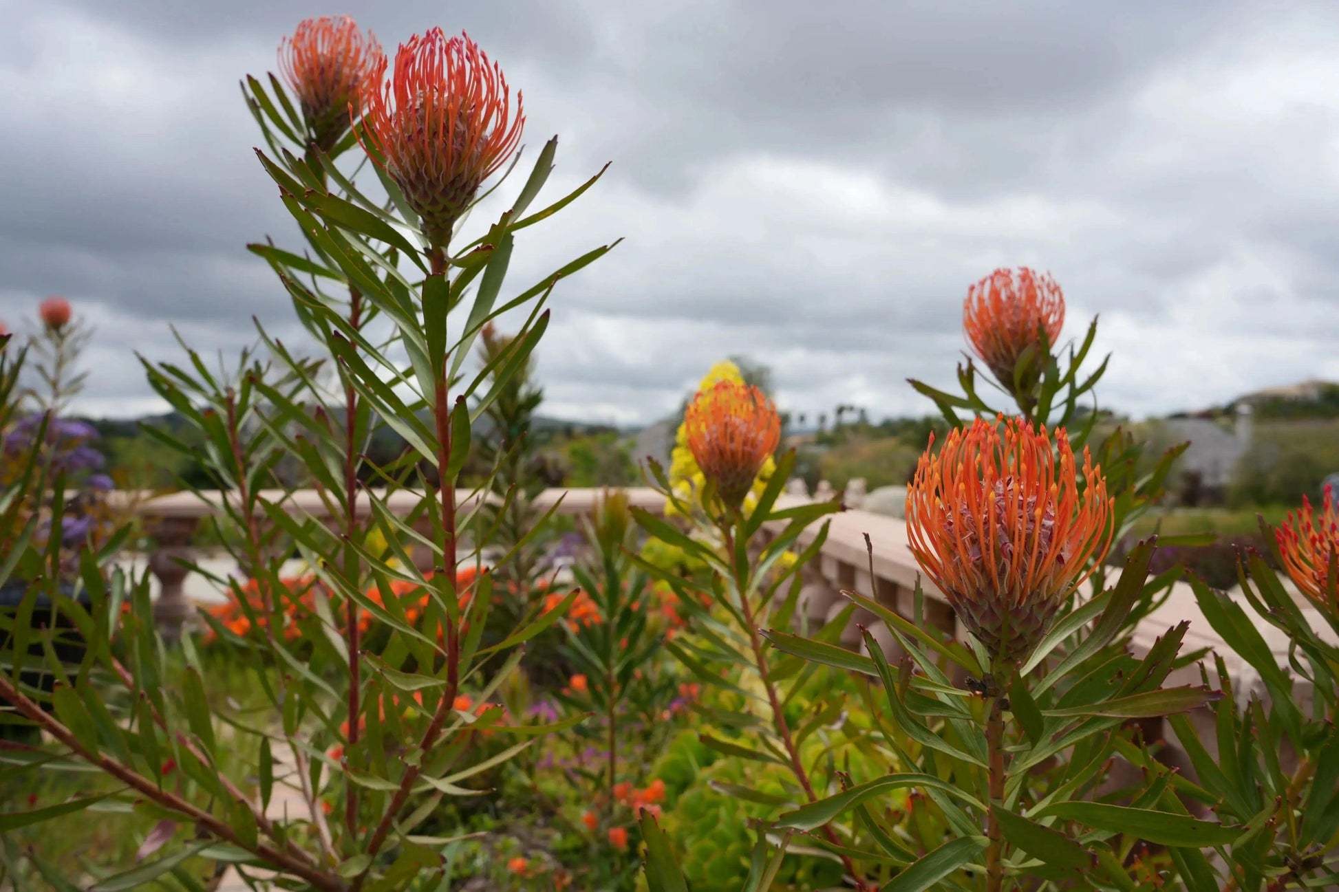 Leucospermum 'Tango': A Fiery Orange Red Pincushion - Bonte Farm