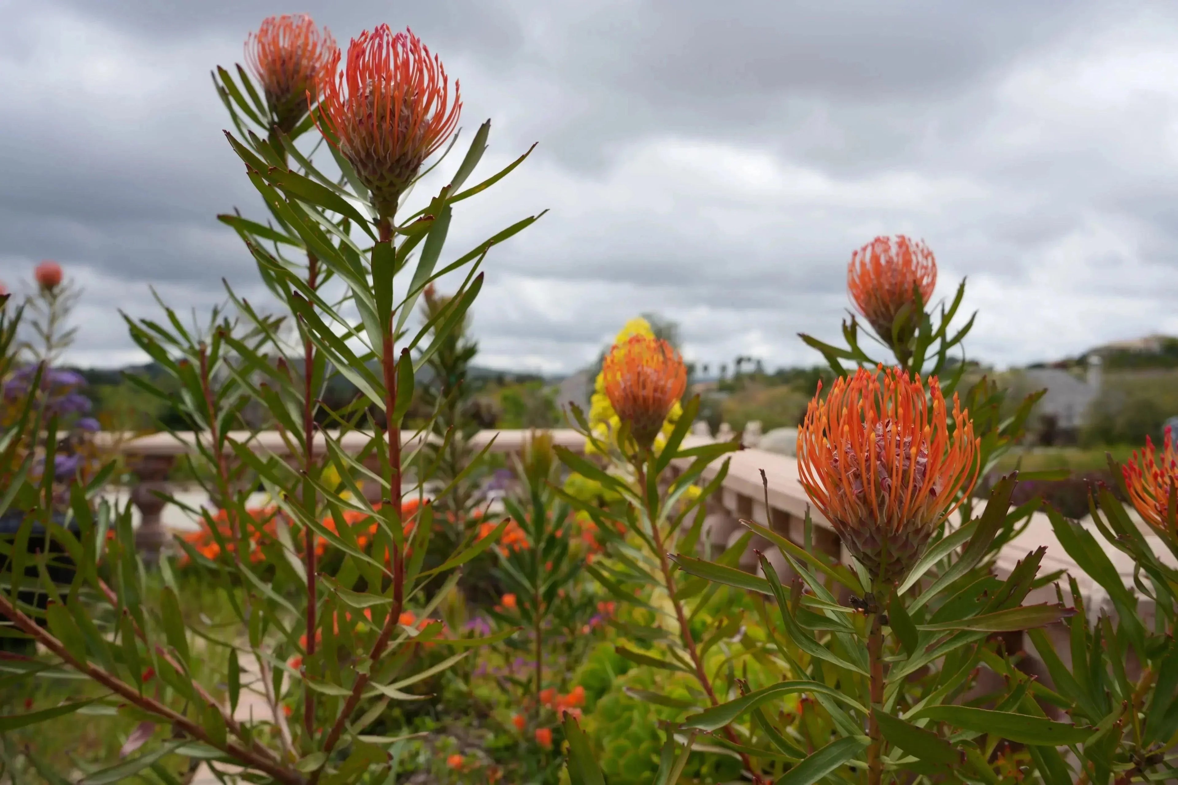 Leucospermum Tango pincushion protea with fiery orange-red flowers in a garden setting