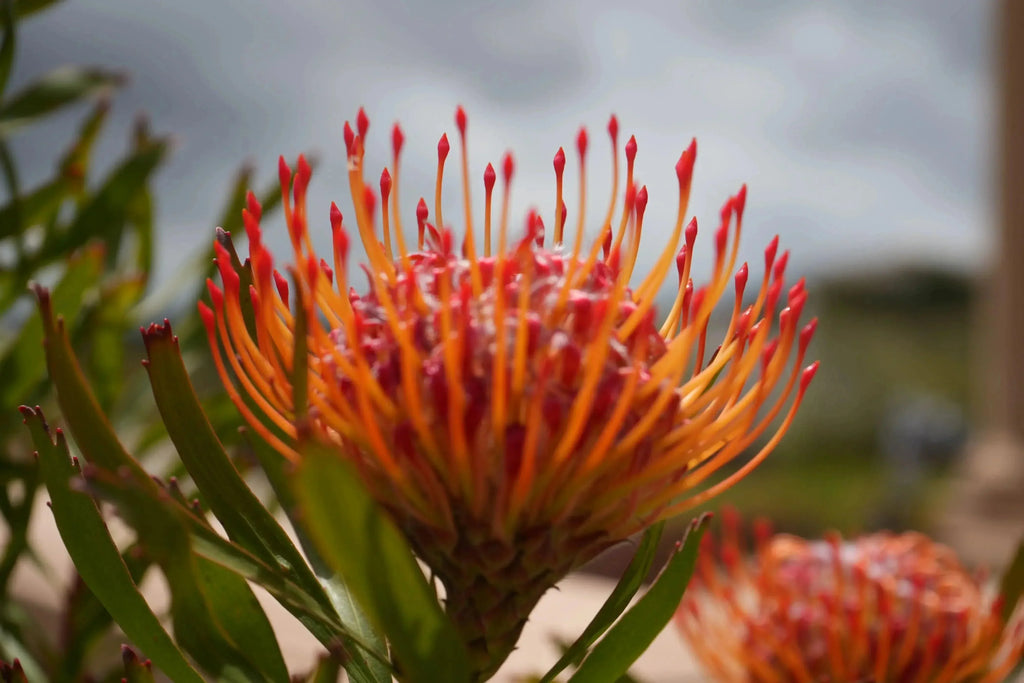 Fiery orange-red Leucospermum Tango pincushion protea flower blooming outdoors