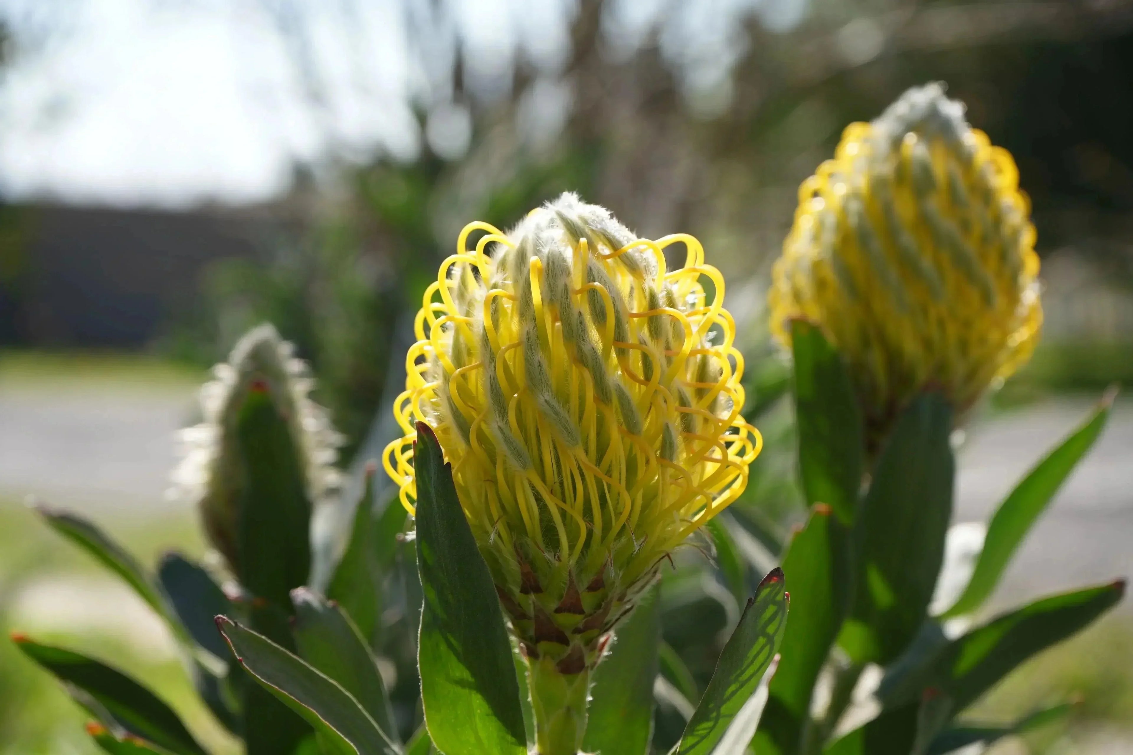 Close-up of yellow Leucospermum cuneiforme pincushion protea flower in sunlight